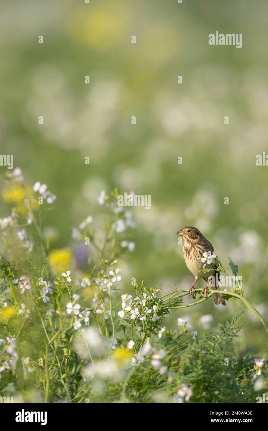 Banderole de maïs Emberiza calandra, adulte perchée sur le radis sauvage Raphanus raphanistrum, plaine de Salisbury, Wiltshire, Royaume-Uni, novembre Banque D'Images