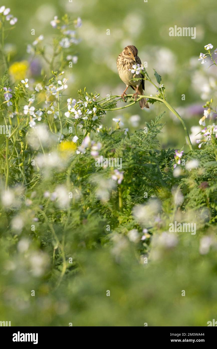 Banderole de maïs Emberiza calandra, adulte perchée sur le radis sauvage Raphanus raphanistrum, plaine de Salisbury, Wiltshire, Royaume-Uni, novembre Banque D'Images