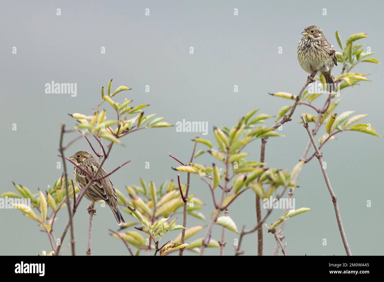 Banderole de maïs Emberiza calandra, adulte perchée dans le Bush, plaine de Salisbury, Wiltshire, Royaume-Uni, novembre Banque D'Images