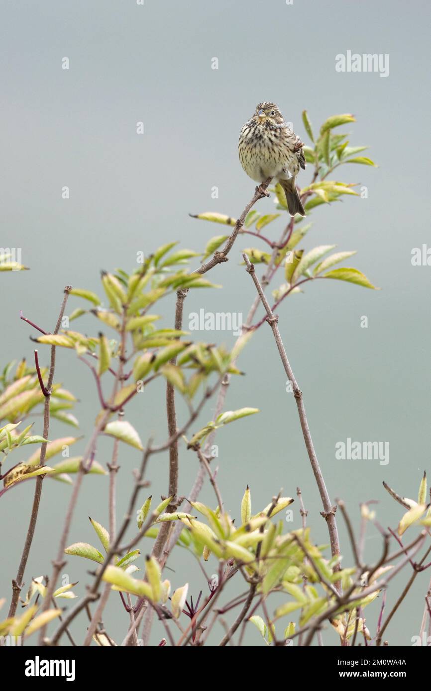 Banderole de maïs Emberiza calandra, adulte perchée dans le Bush, plaine de Salisbury, Wiltshire, Royaume-Uni, novembre Banque D'Images