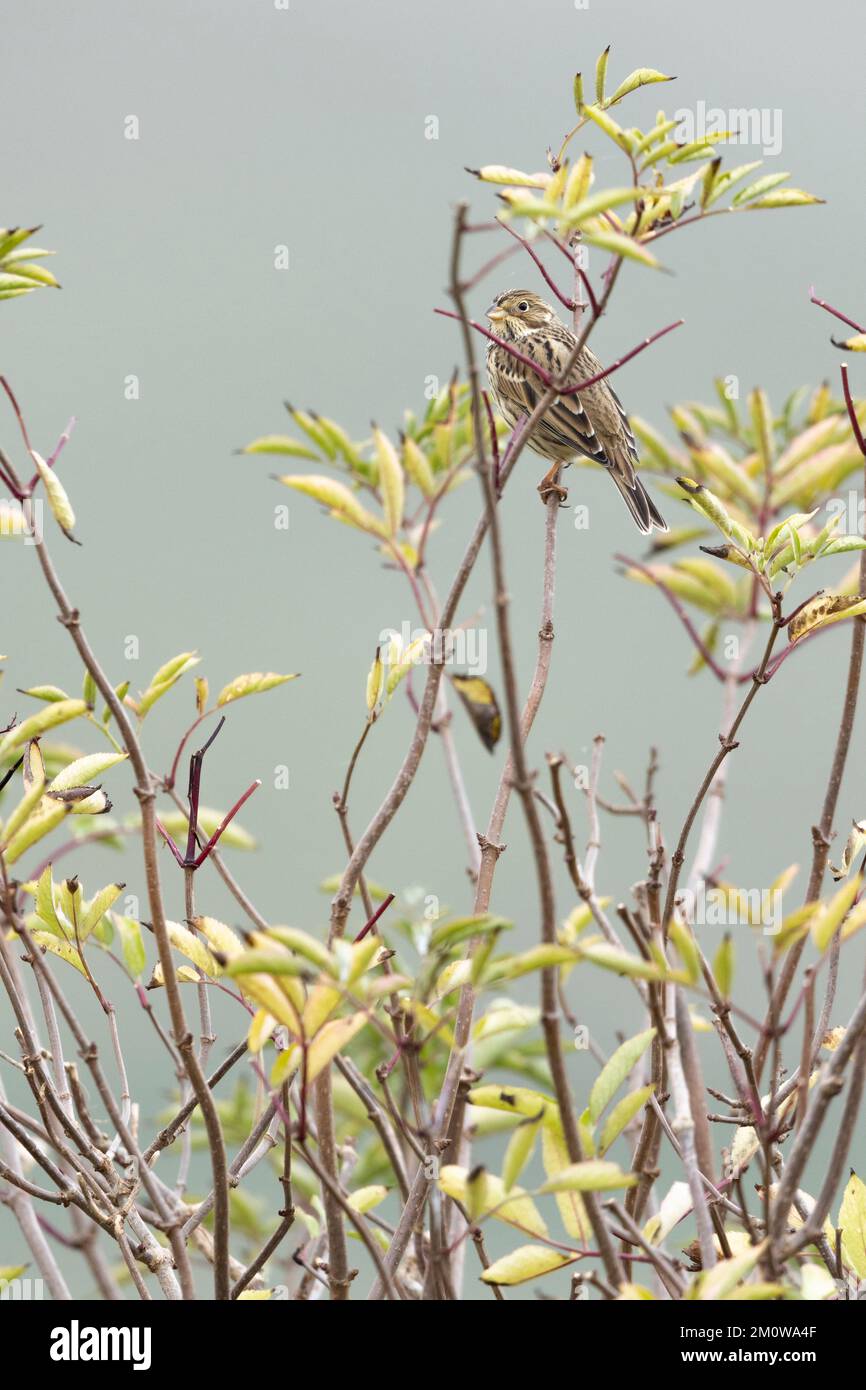 Banderole de maïs Emberiza calandra, adulte perchée dans le Bush, plaine de Salisbury, Wiltshire, Royaume-Uni, novembre Banque D'Images