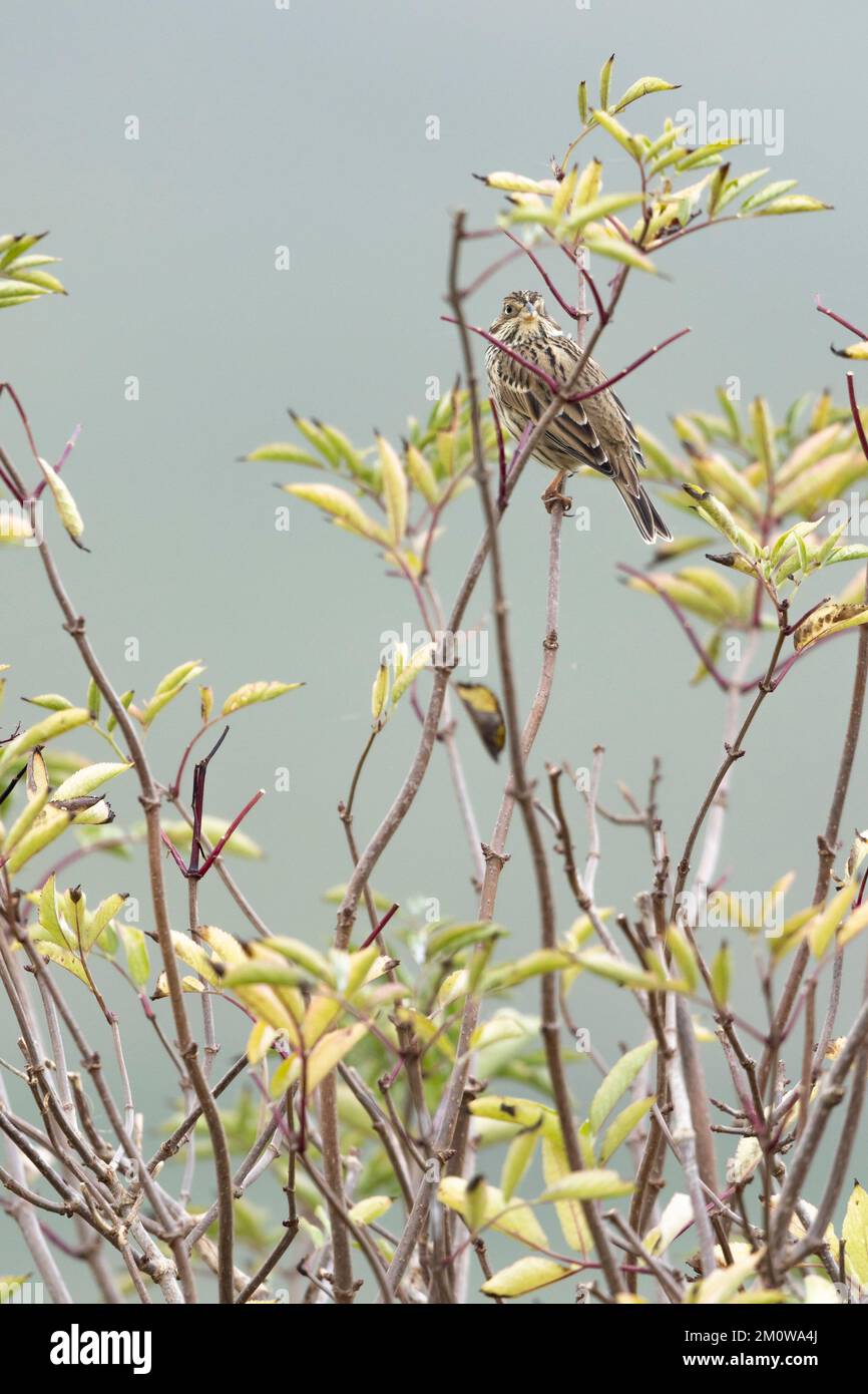 Banderole de maïs Emberiza calandra, adulte perchée dans le Bush, plaine de Salisbury, Wiltshire, Royaume-Uni, novembre Banque D'Images