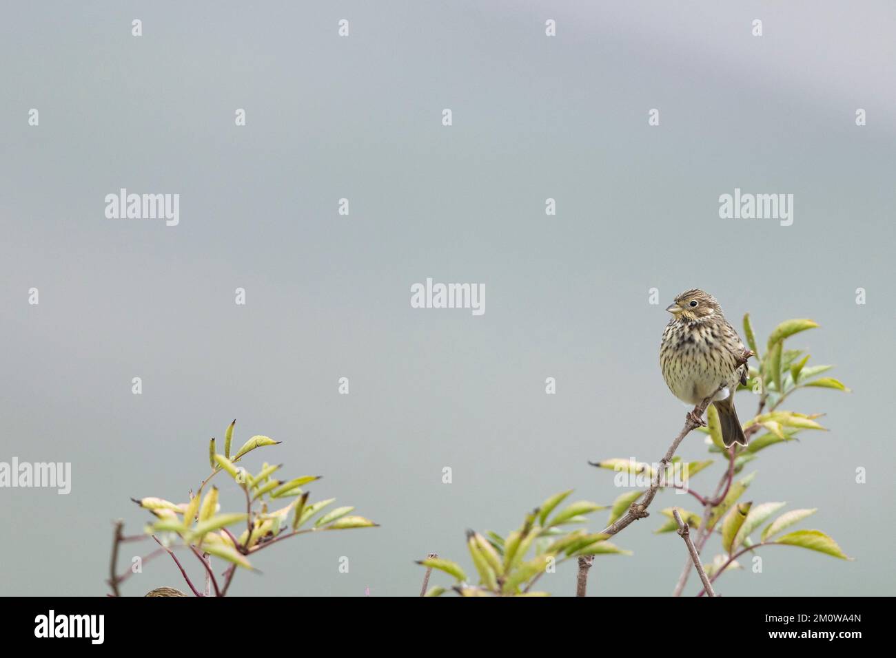 Banderole de maïs Emberiza calandra, adulte perchée dans le Bush, plaine de Salisbury, Wiltshire, Royaume-Uni, novembre Banque D'Images