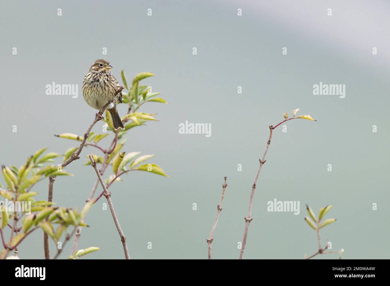 Banderole de maïs Emberiza calandra, adulte perchée dans le Bush, plaine de Salisbury, Wiltshire, Royaume-Uni, novembre Banque D'Images