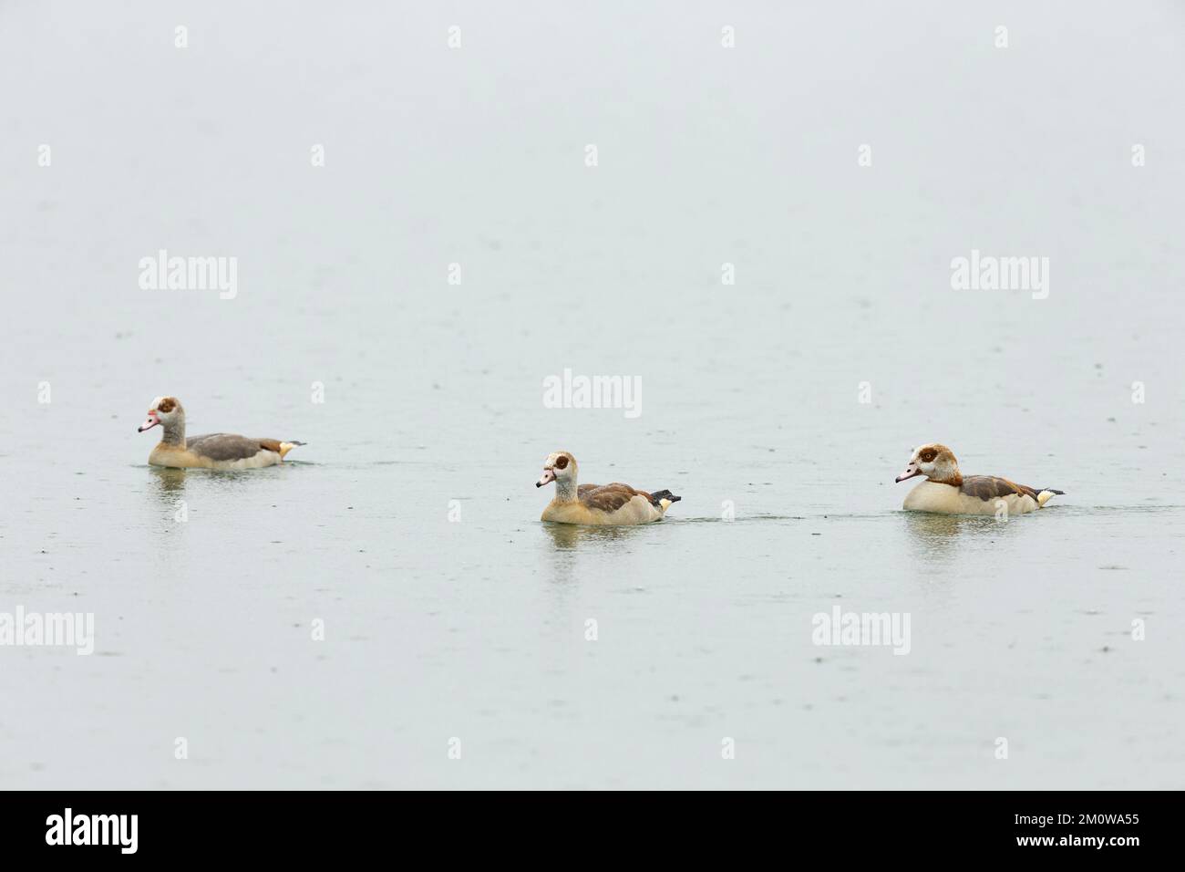 Egyptian Oies Alopochen aegyptiaca, natation, Blashford Lakes, Hampshire, Royaume-Uni, Juillet Banque D'Images