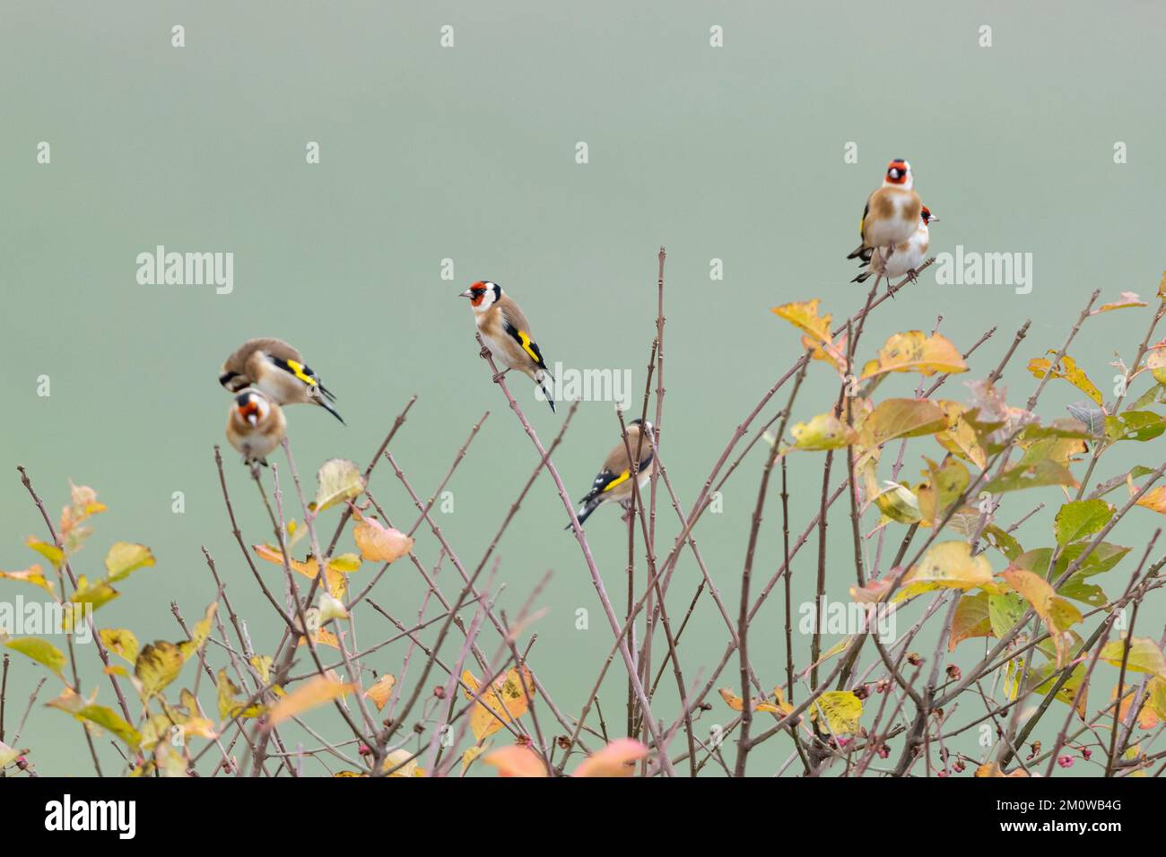 Carduelis carduelis, adultes perchés dans des buissons, plaine de Salisbury, Wiltshire, Royaume-Uni, novembre Banque D'Images