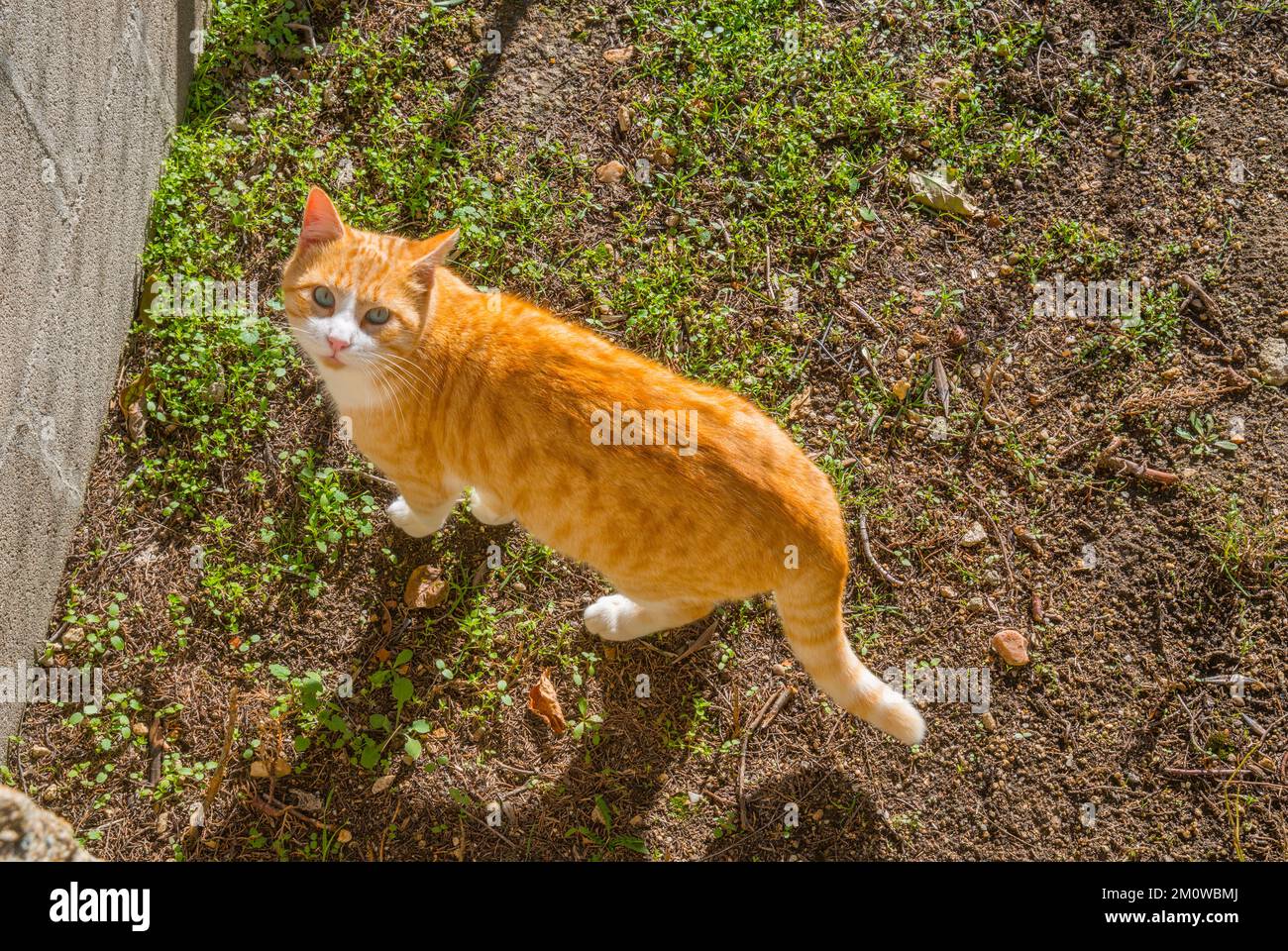 Tabby et blanc regardant la caméra. Banque D'Images