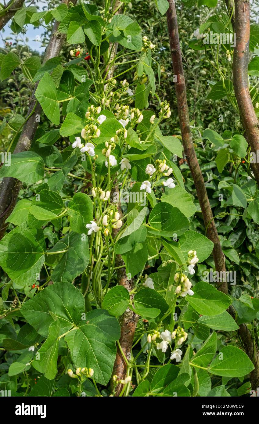Gros plan sur le coureur grimpant haricots plantes 'White lady' qui grandit un cadre de bâtons de copiqués dans un potager en été Angleterre Royaume-Uni Banque D'Images