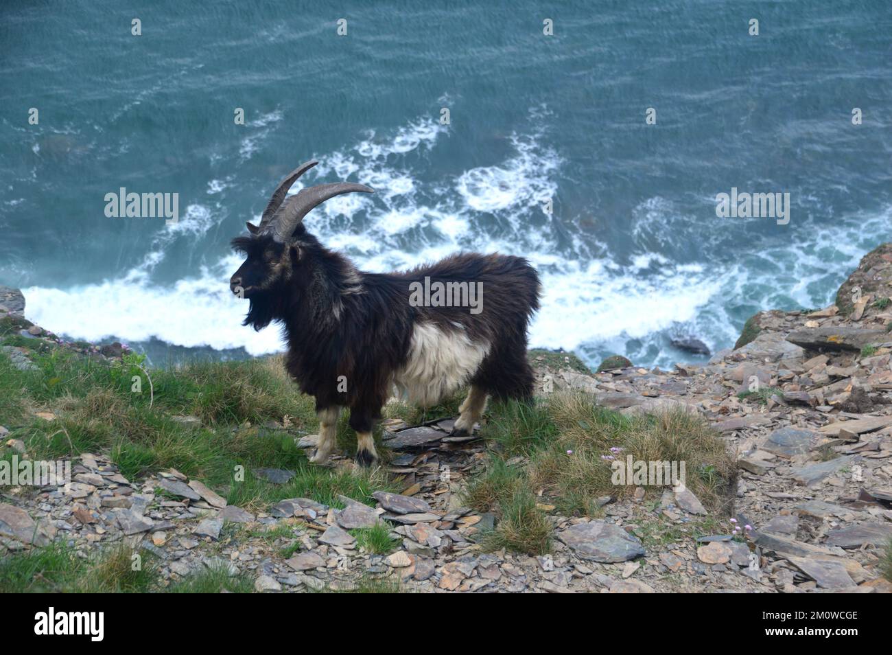Goat masculin noir et blanc (Capra Aegagrus Hircus) 'Goat domestic' près de Cambeak depuis le South West Coastal Path à Cornwall, Angleterre, Royaume-Uni. Banque D'Images
