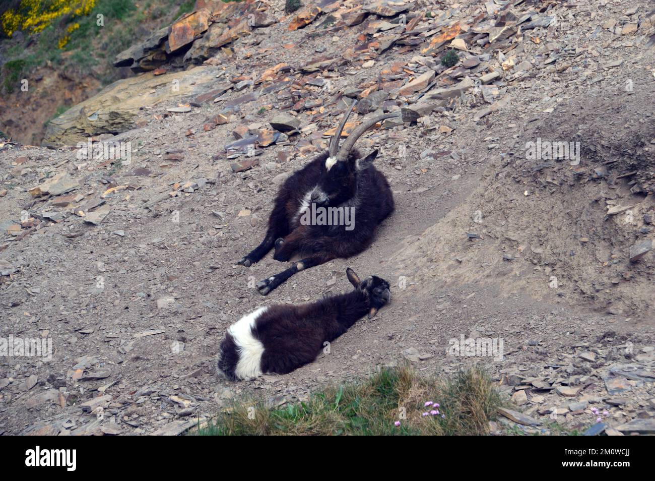 Paire de chèvres sauvages noires et blanches (Capra Aegagrus Hircus) 'Domatic Goat' près de Cambeak, sur le South West Coastal Path à Cornwall, Angleterre, Royaume-Uni. Banque D'Images