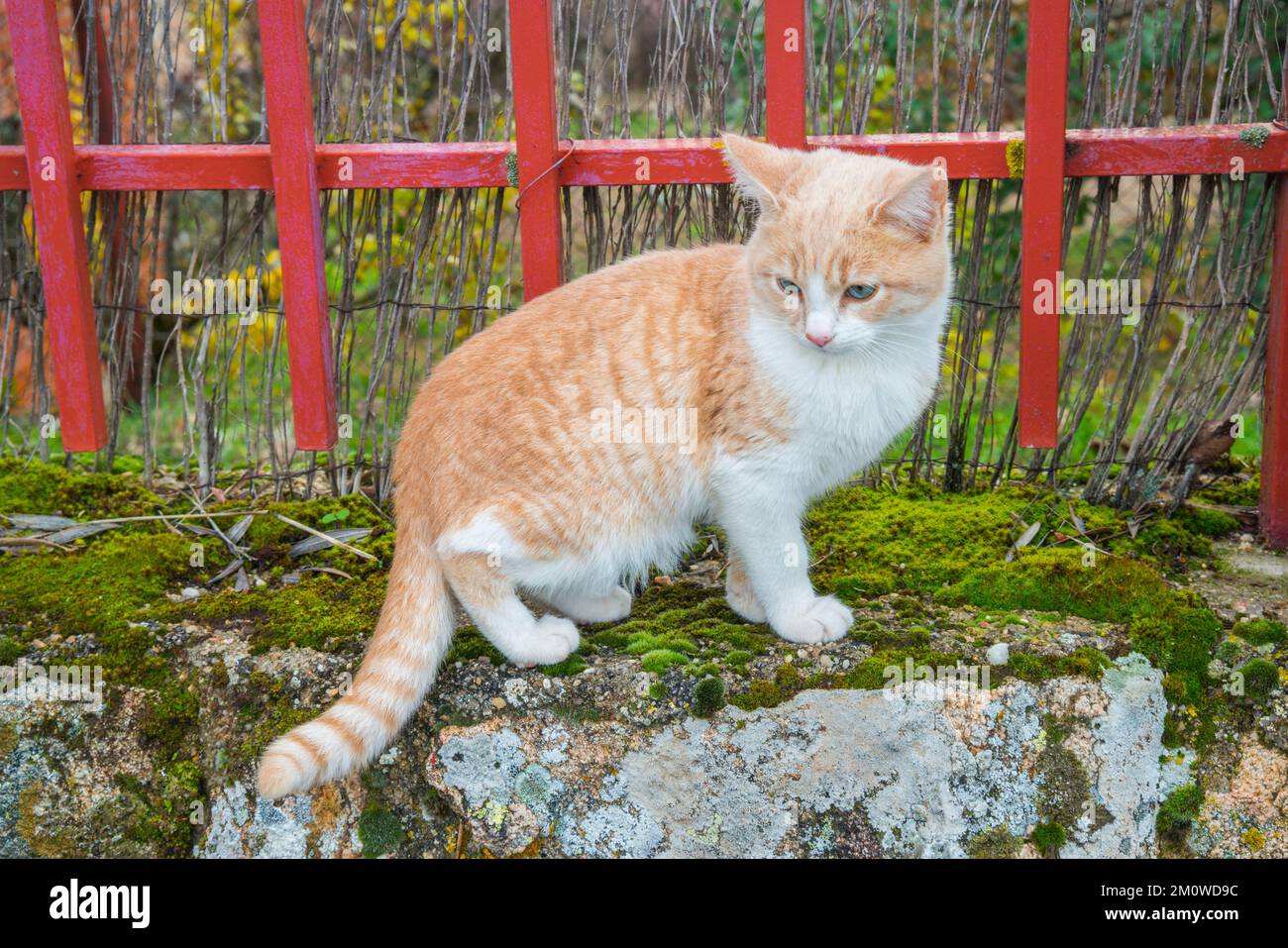 Tabby et chaton blanc. Banque D'Images