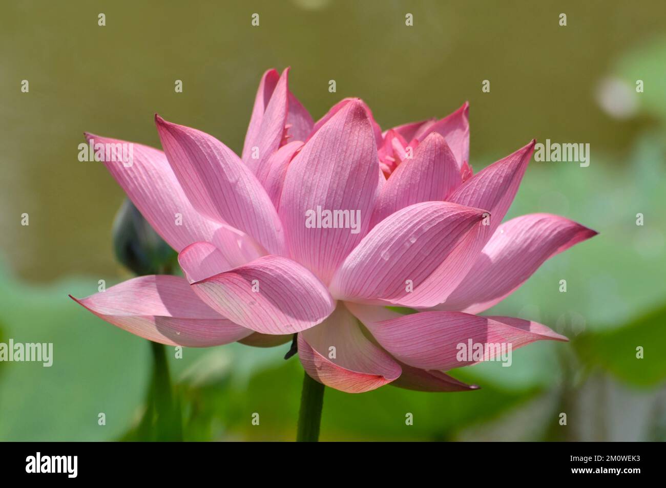 Oranger fleur de lotus dans l'étang Banque D'Images