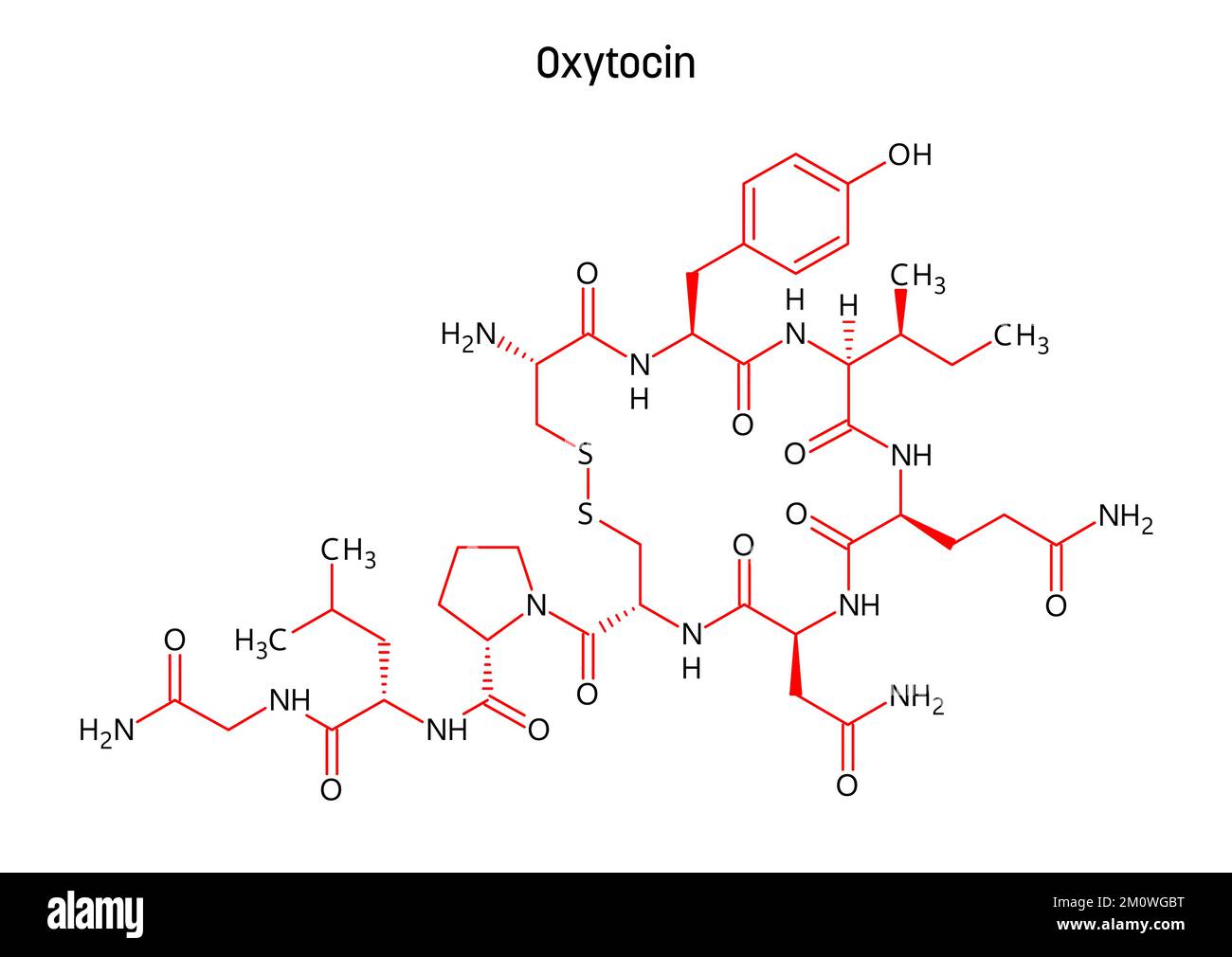 Structure moléculaire de l'oxytocine. L'oxytocine, l'hormone de l'amour, produite dans l'hypothalamus. Rôle important dans la reproduction, l'accouchement et la liaison sociale. Formule structurale vectorielle de composé chimique avec des liens rouges et des étiquettes d'atomes noirs. Illustration de Vecteur