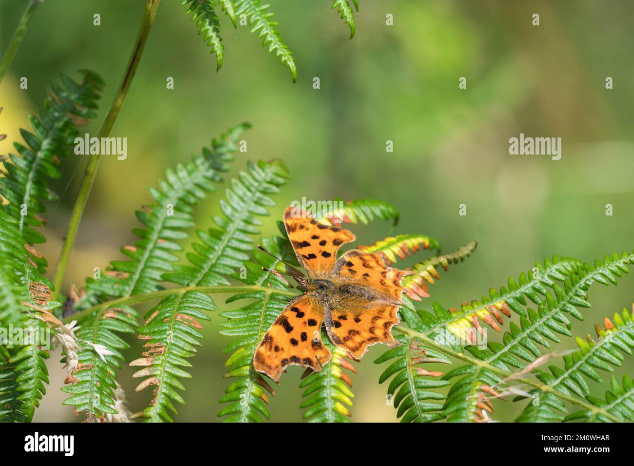 Papillon virgule (album Polygoniac) perchée entre crochets sur une réserve naturelle dans la campagne du Herefordshire au Royaume-Uni. Juillet 2022 Banque D'Images