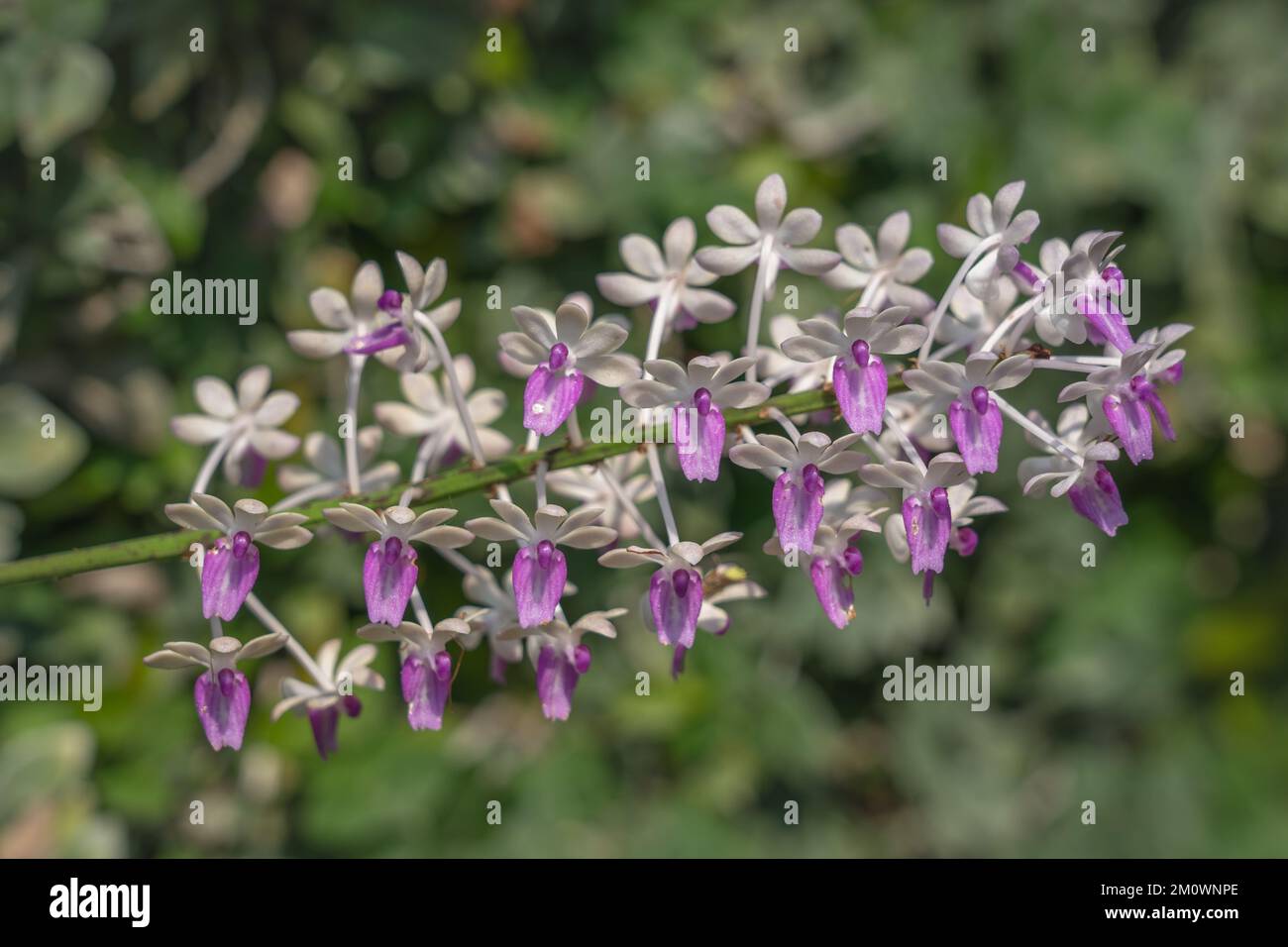 Gros plan de la grappe de fleurs pourpres et blanches de l'espèce épiphytique d'orchidées seidenfadenia mitrata qui fleurit sur fond naturel Banque D'Images