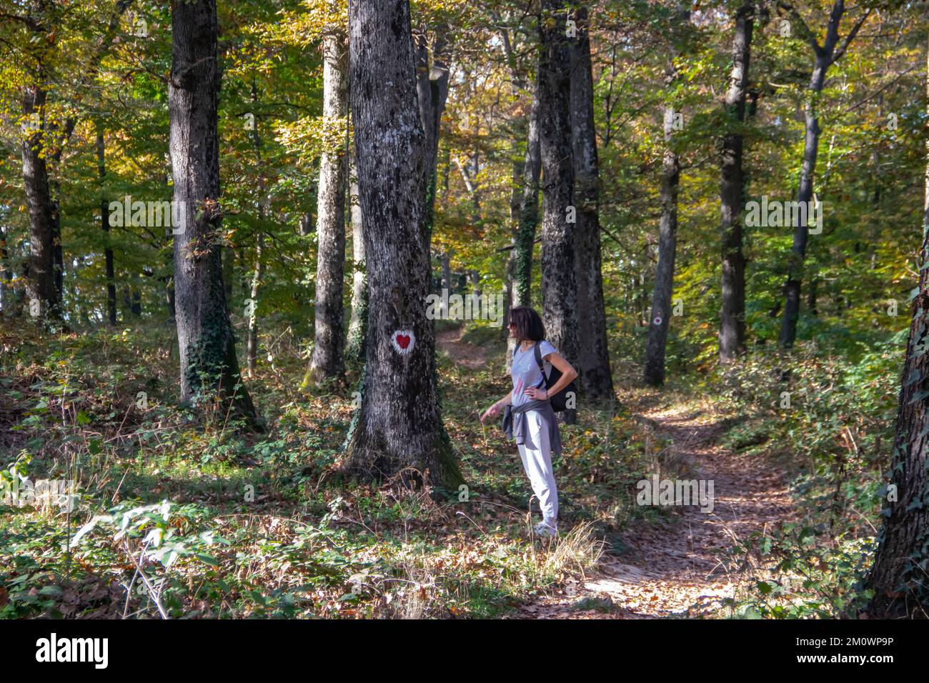 Moyenne âge belle femme montrant au symbole de l'amour, foyer, peint sur l'arbre dans la forêt profonde au parc national, sauver l'environnement et la nature Banque D'Images