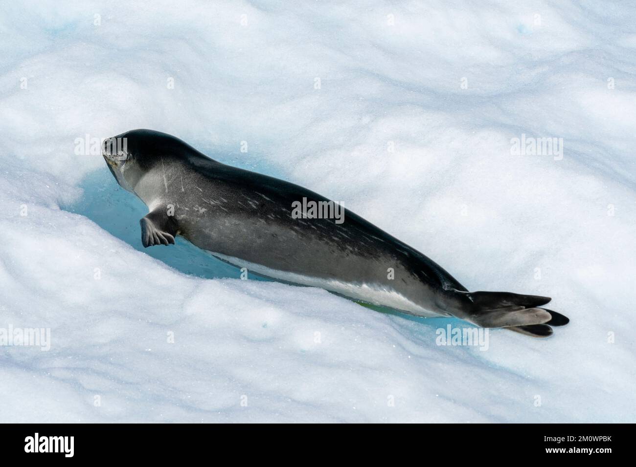 Ross Seal (Ommatophoca rossii) reposant sur l'iceberg, le plateau de glace Larsen B, la mer de Weddell, l'Antarctique. Banque D'Images