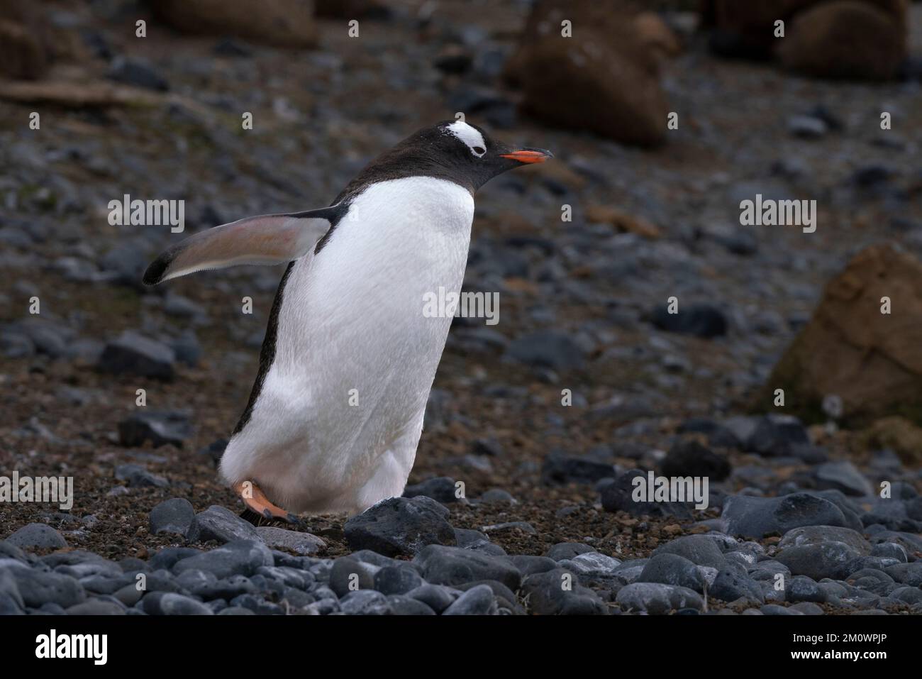 Manchot de Gentoo (Pygoscelis papouasie) marchant sur des cailloux, Brown Bluff, péninsule de Tabarin, Mer de Weddell, Antarctique. Banque D'Images