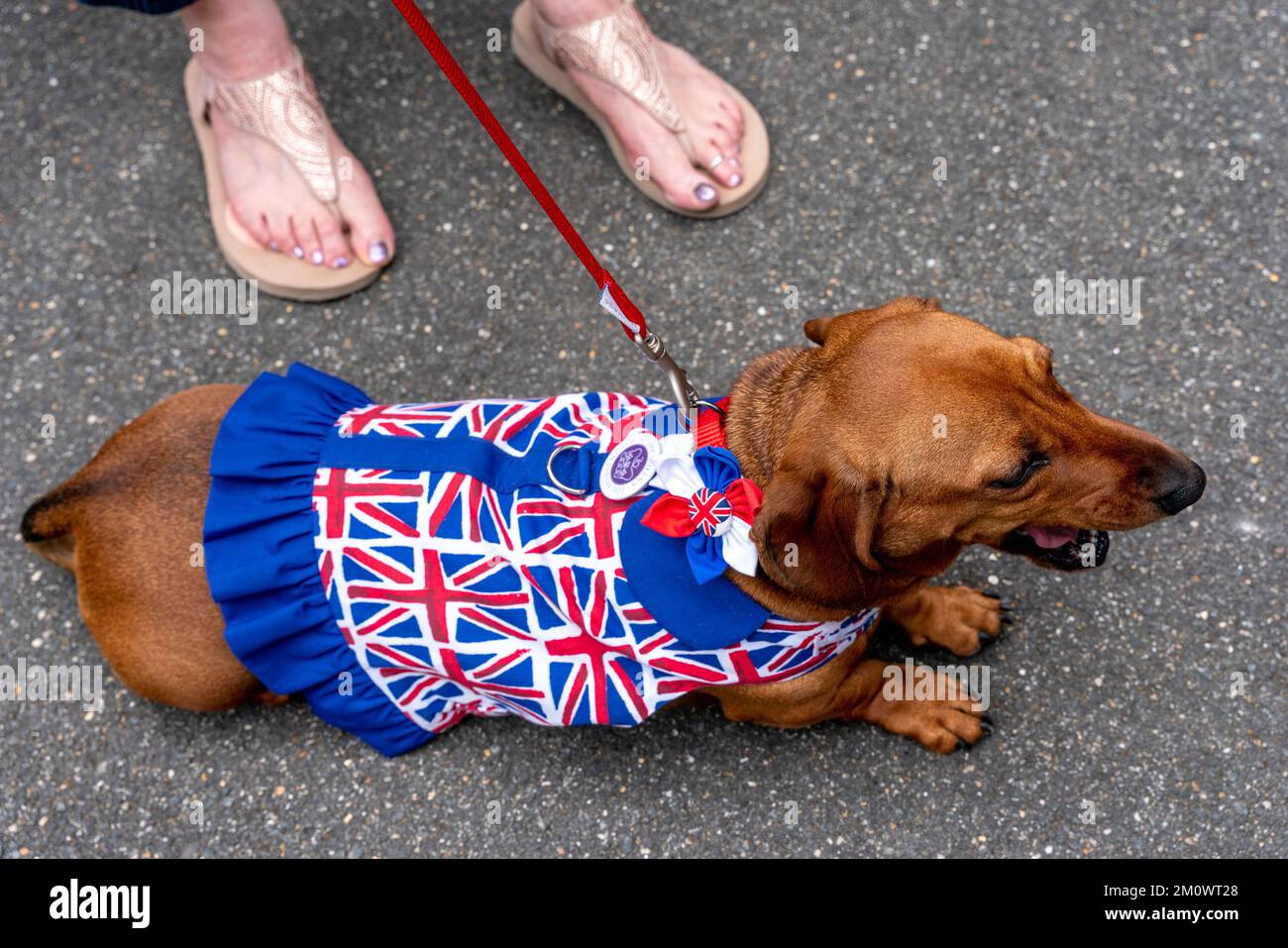 Un chien portant Un manteau drapeau d'Union, Lewes, East Sussex, Royaume-Uni. Banque D'Images