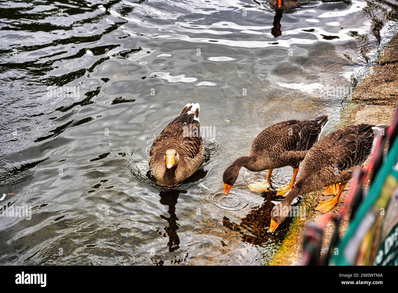 Une belle photo d'oies sur l'eau potable de la rive du lac Banque D'Images