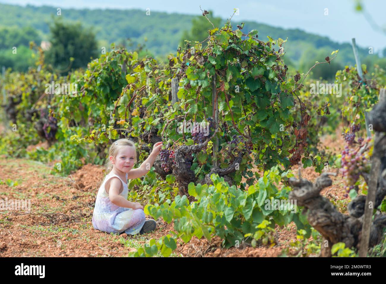 Une petite fille en-cas sur les raisins doux dans un champ à Majorque. Banque D'Images