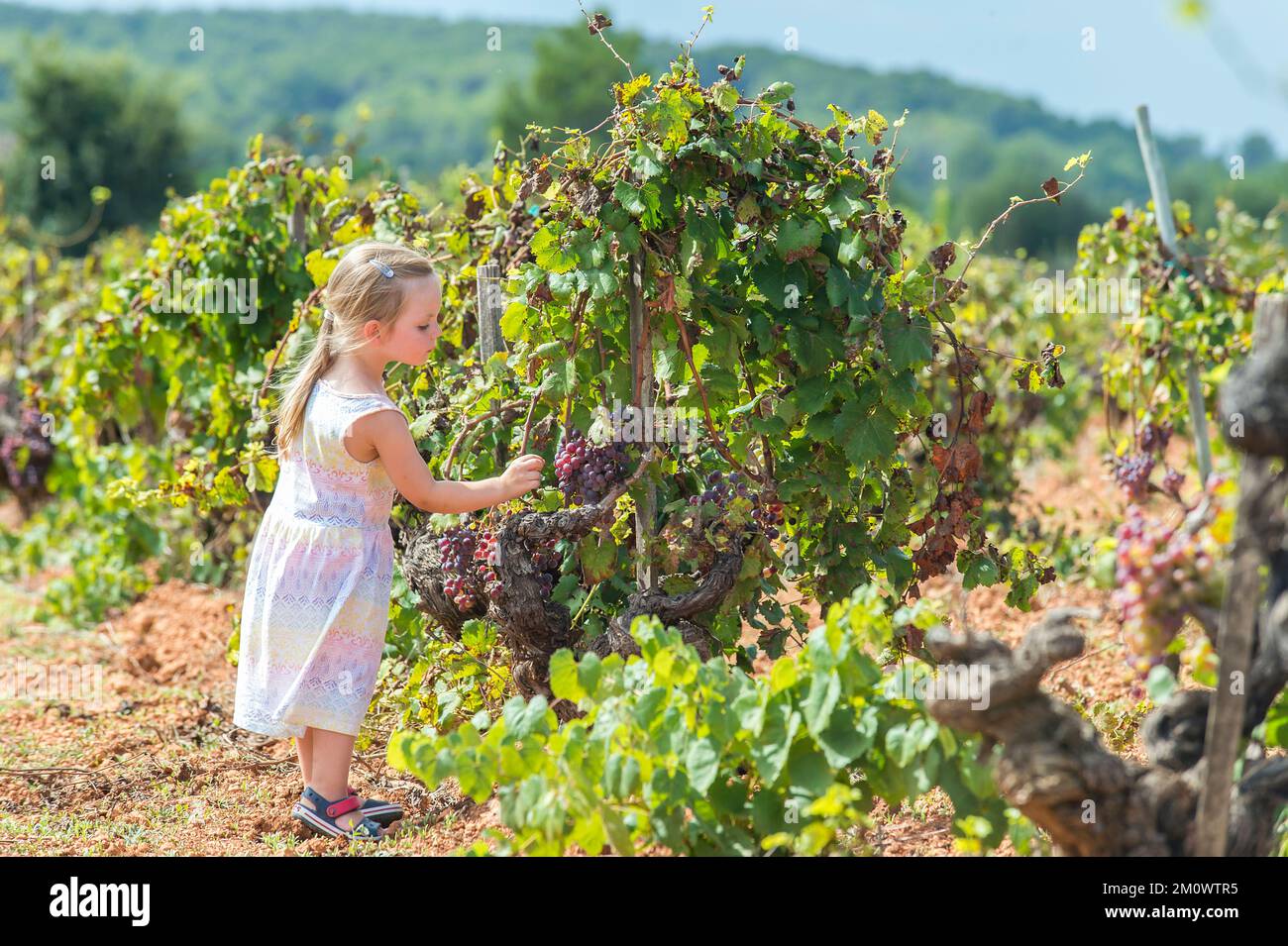Une petite fille en-cas sur les raisins doux dans un champ à Majorque. Banque D'Images