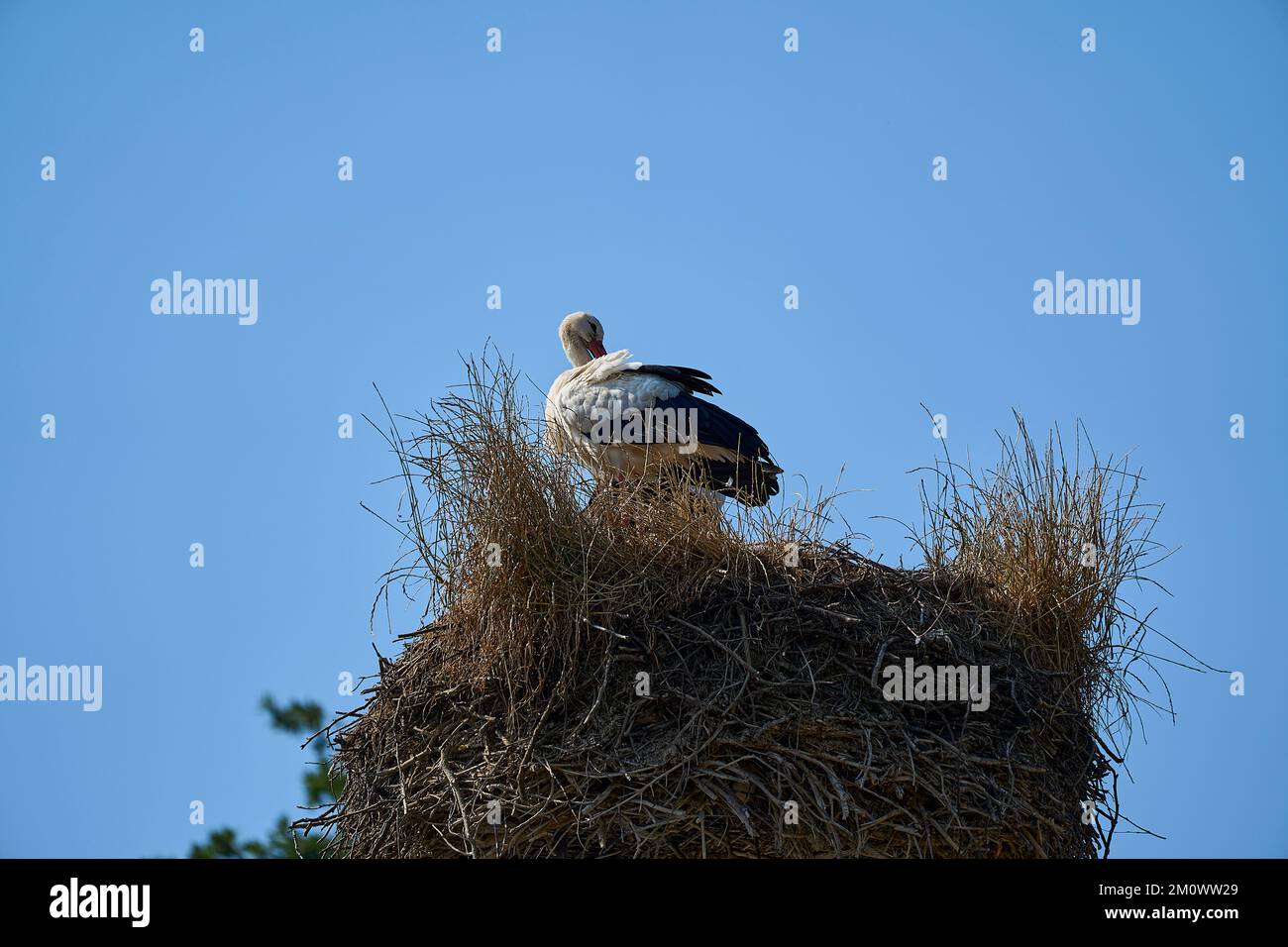 un couple de ciconies blanches, ciconia ciconia, assis dans leur grand nid d'eyrie et à couver sur une journée claire et ensoleillée avec le ciel bleu Banque D'Images