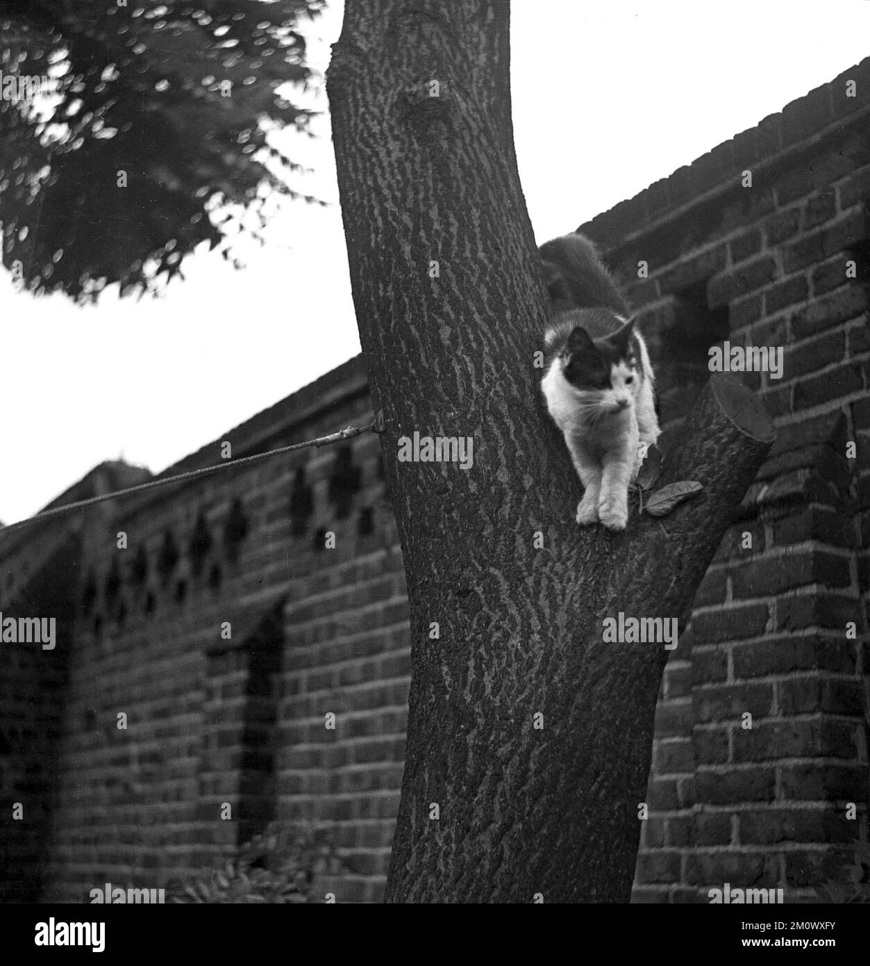 années 1950, historique, un chat dans un arbre. Être dans un arbre donne aux chats un bon point de vue pour repérer les dangers potentiels pour eux. Banque D'Images