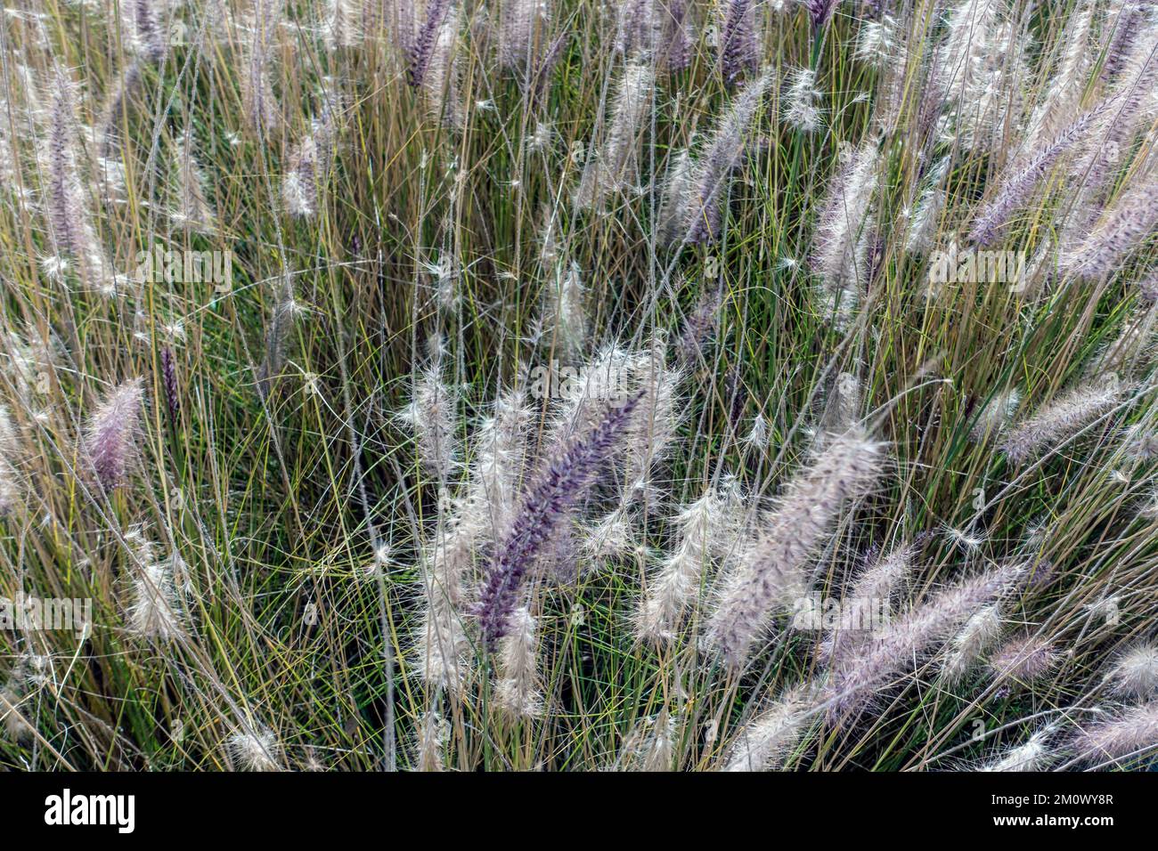 Herbes à la Mexican Park, Santa Fe, Mexico, Mexique Banque D'Images