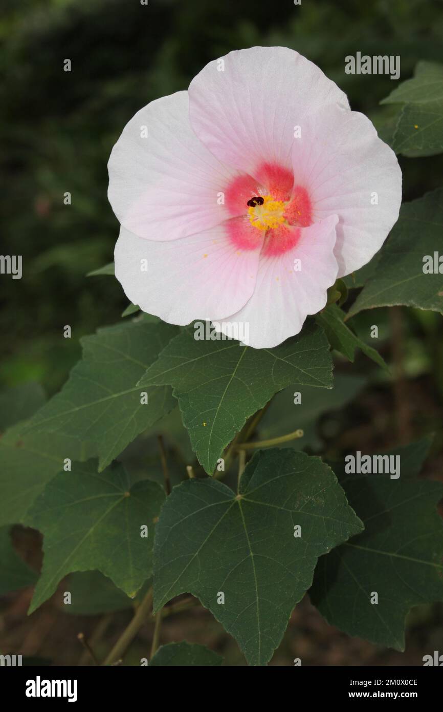 Hibiscus 'Lohengrin' - Belize Banque D'Images