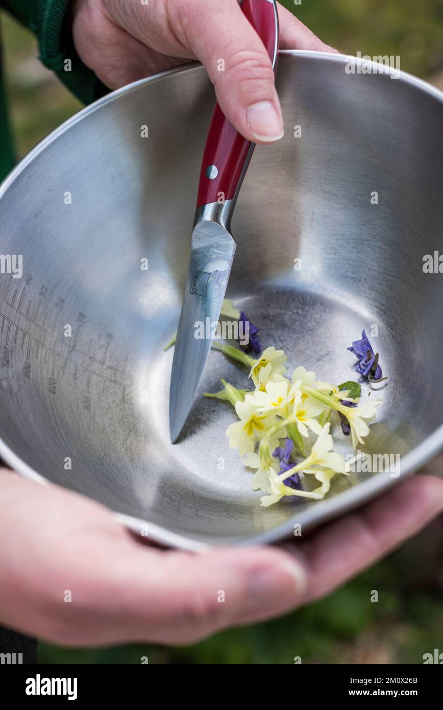Recherche de fleurs comestibles dans la campagne italienne Banque D'Images