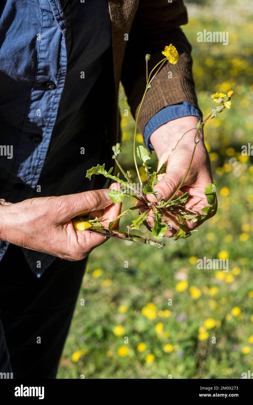 Forgeage pour les fleurs comestibles et les verts de pissenlit dans la campagne italienne Banque D'Images