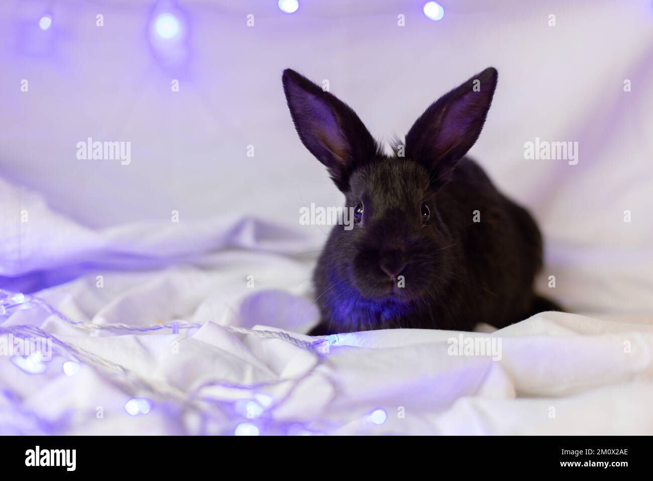 Petit lapin noir sur fond blanc avec des lumières de Noël. Banque D'Images