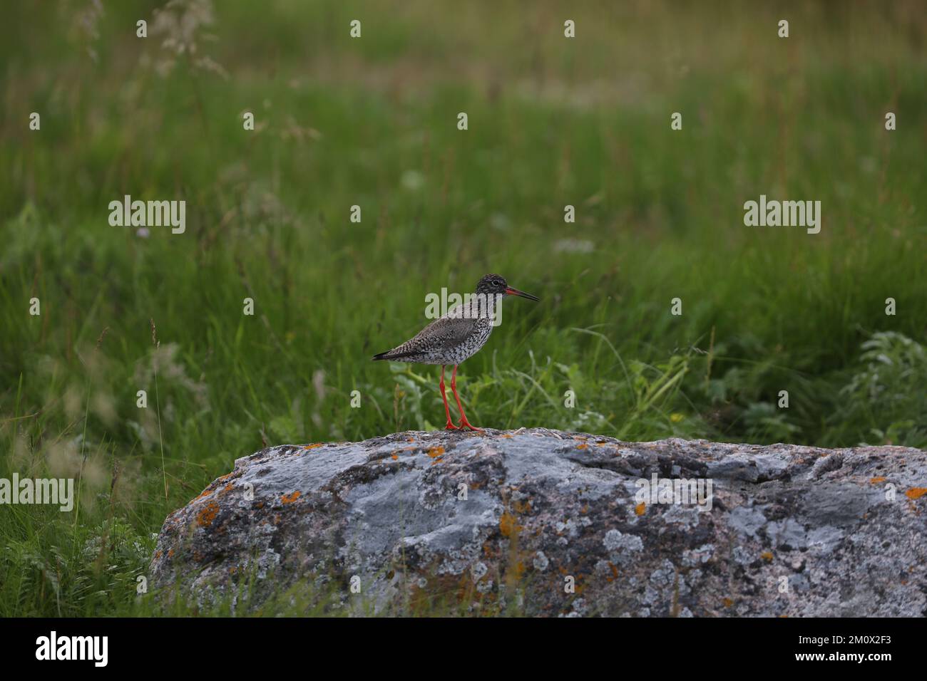 Queue rouge, Tringa totanus, famille des Scolopacidae, Bleik, Iles Vesteralen, Norvège Banque D'Images