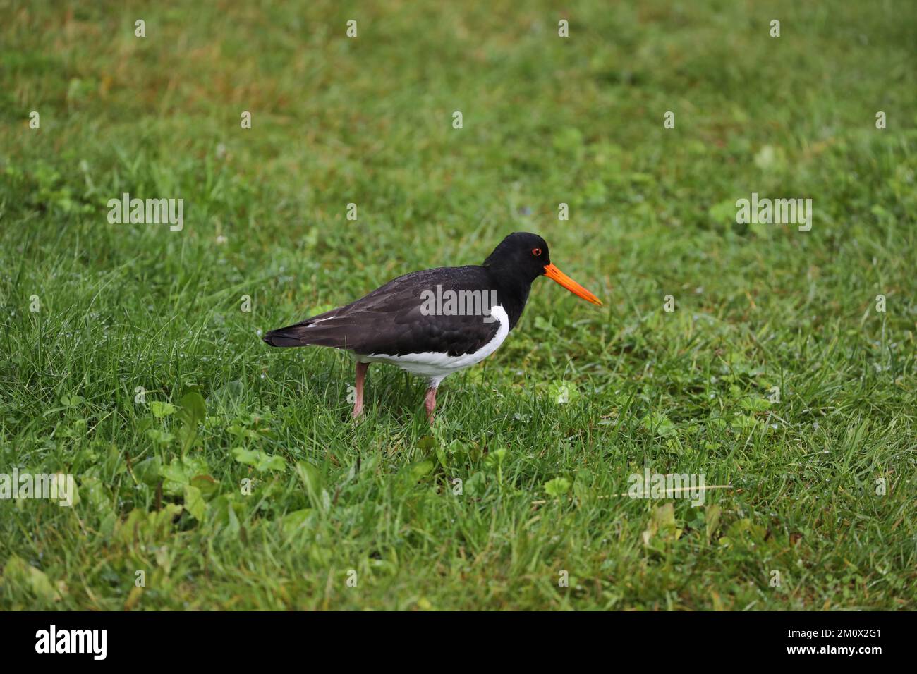 Oystercatcher eurasien, Haematopus ostralegus, famille Haematopodidae, îles Lofoten, Norvège. Banque D'Images