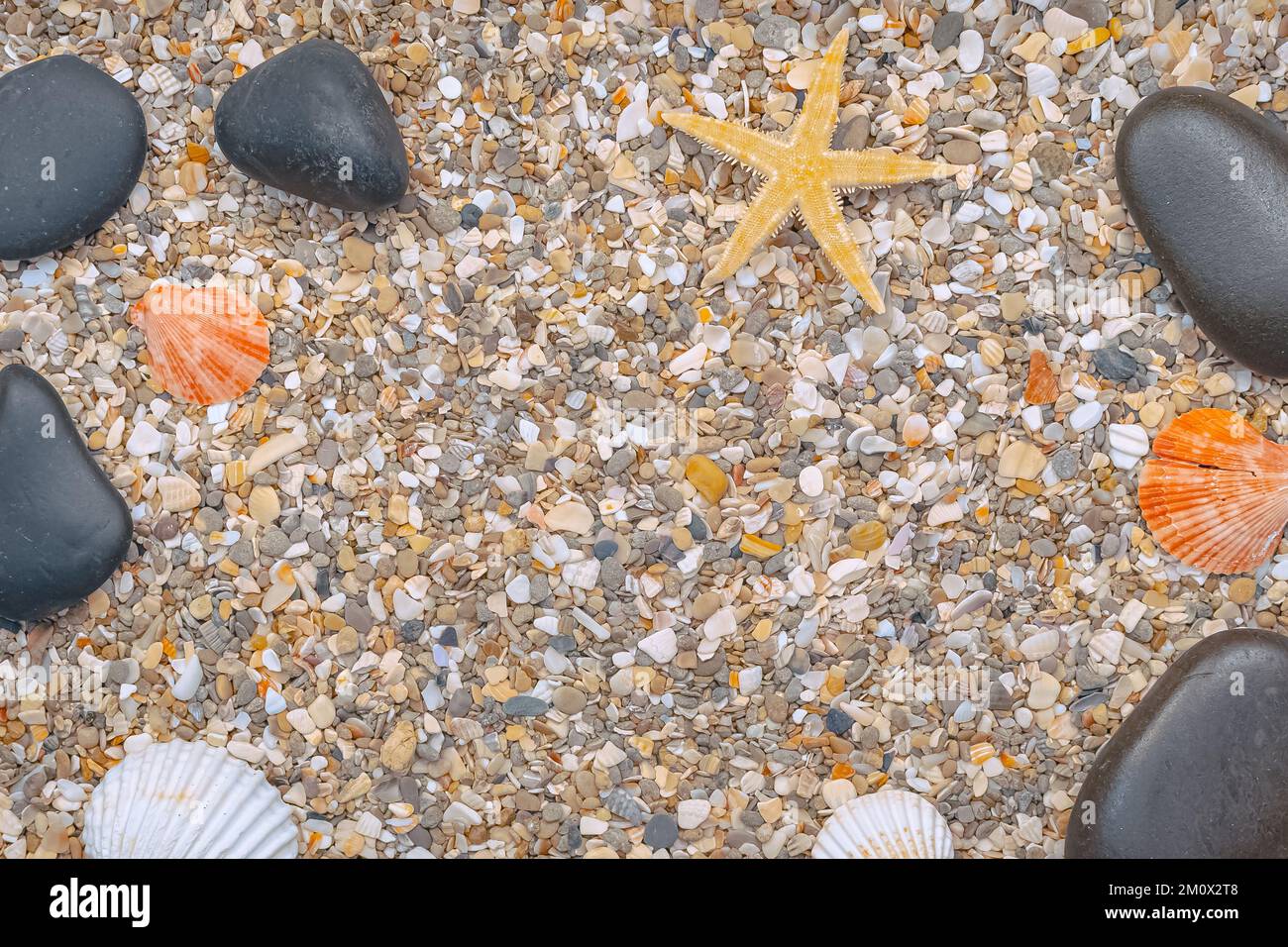 Coques sur fond fin sablonneux avec espace libre. Banque D'Images