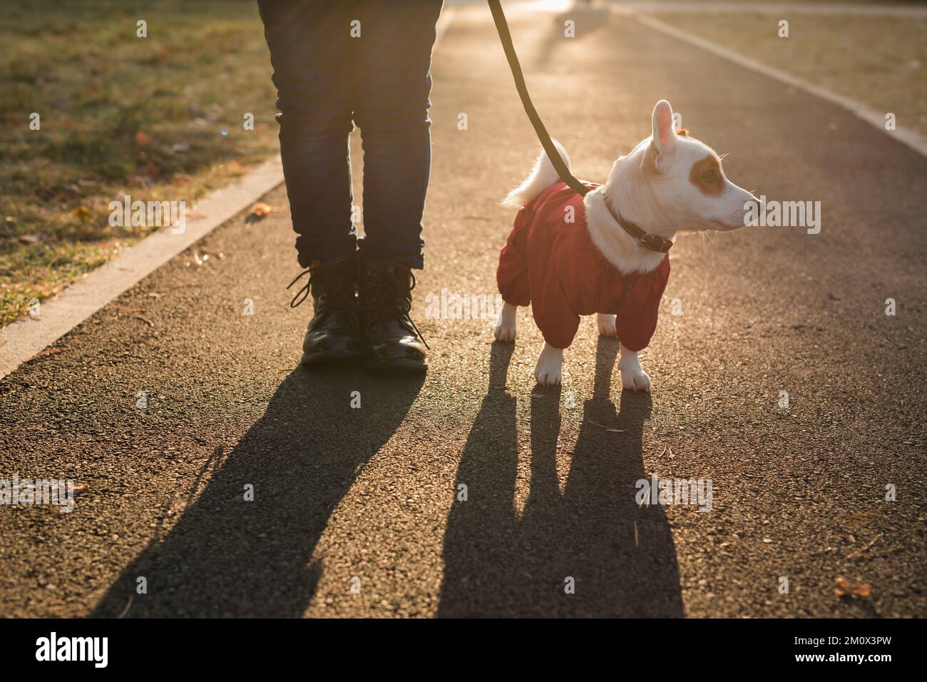 Portrait d'un adorable chien Jack Russell en costume marchant dans l'espace de copie du parc d'automne et vide pour le texte. L'animal de compagnie du chiot est vêtu de promenades en chandail Banque D'Images
