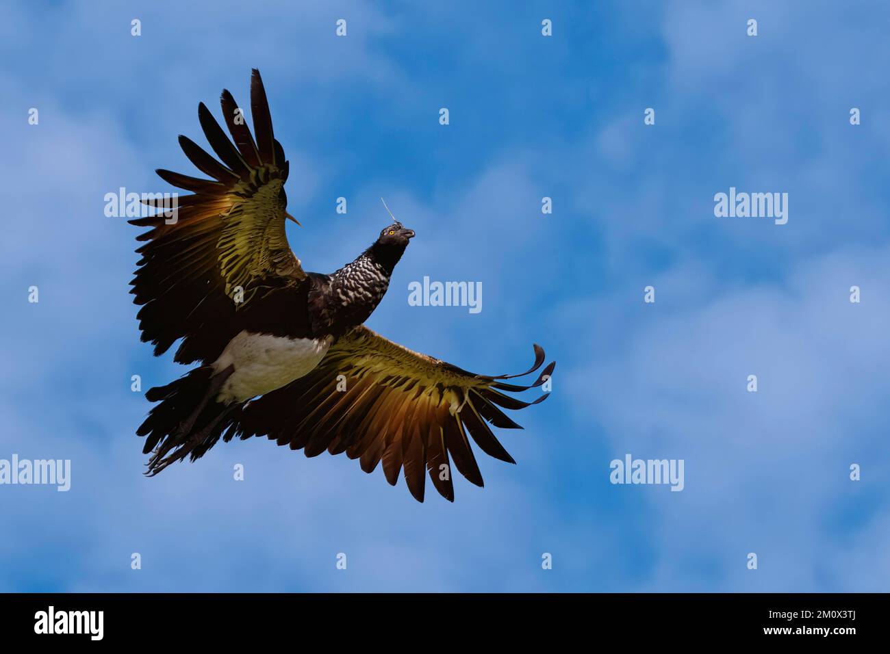 Flying Horned Screamer (Anhima cornuta), forêt nuageuse du parc national de Manu, Pérou, Amérique du Sud Banque D'Images