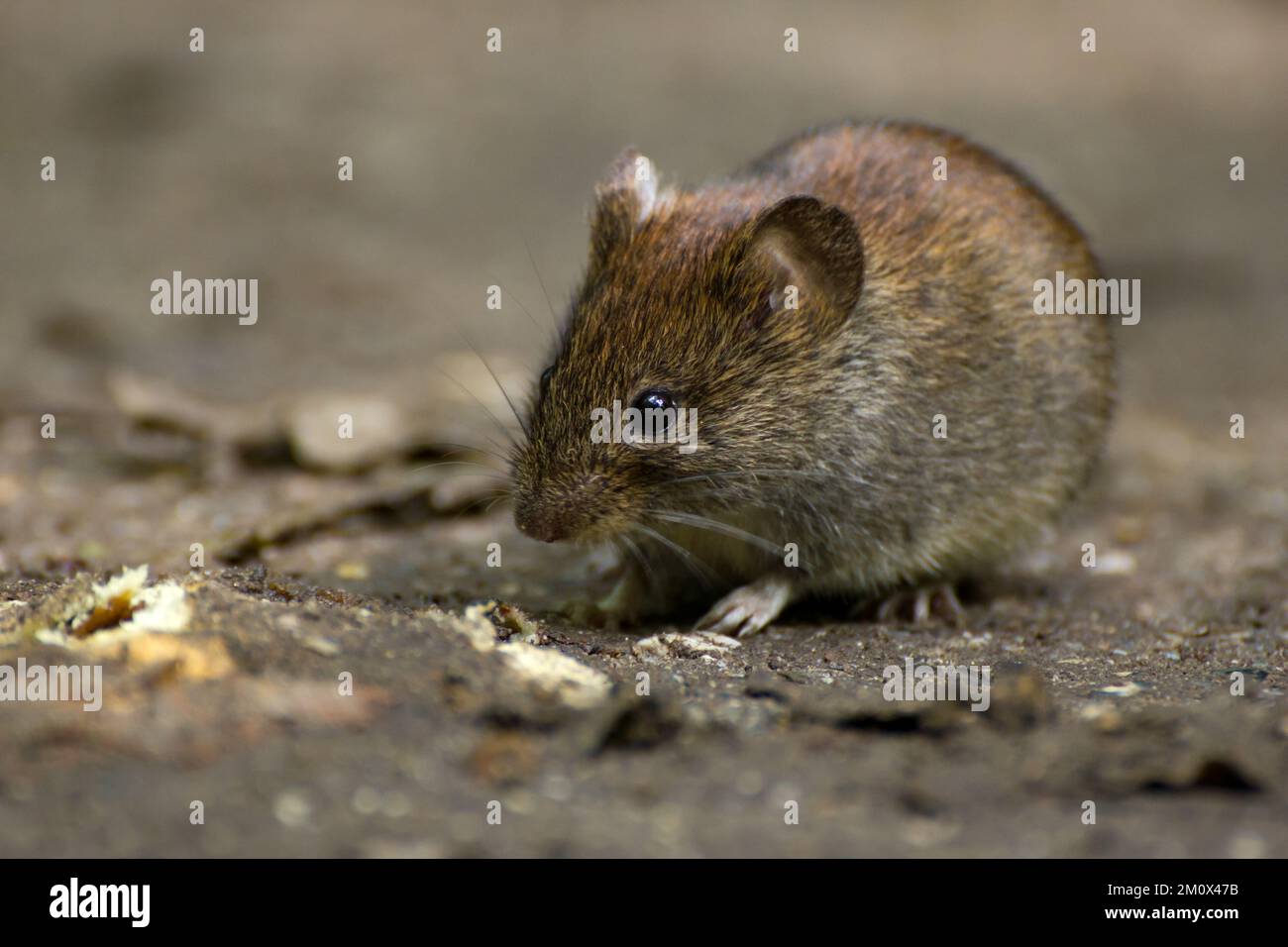 Gros plan d'un taupe commun sur un fond de forêt dans son habitat naturel Banque D'Images