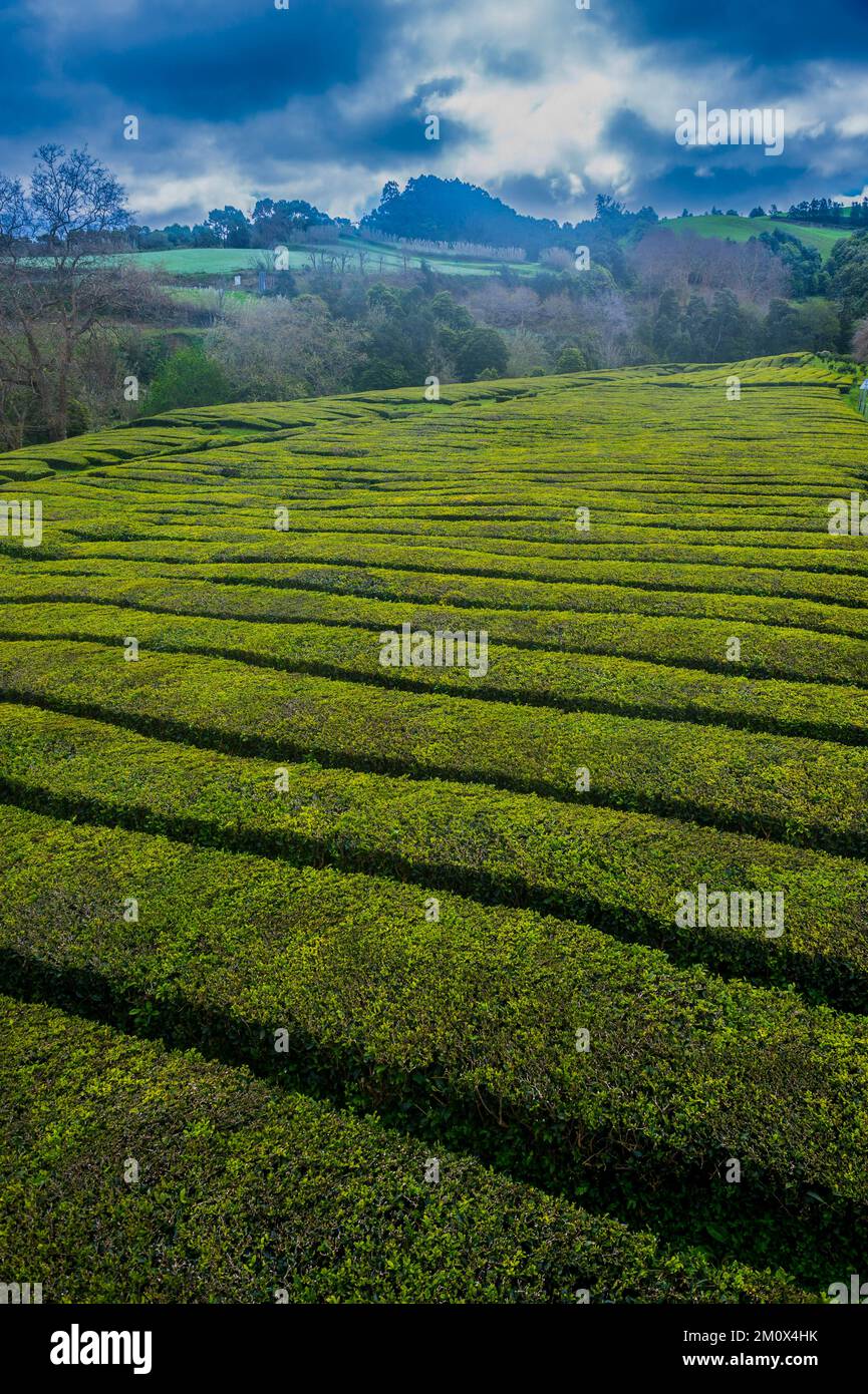 Plantations de thé sur l'île de Sao Miguel, les Açores, le Portugal, l'Europe Banque D'Images