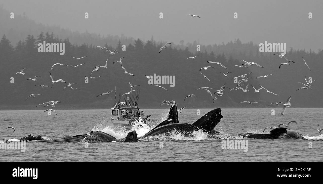 Plusieurs baleines à bosse plongent devant un petit bateau de pêche, des mouettes dans l'air, des bulles d'alimentation, passage intérieur, Juneau, Alaska, États-Unis, Amérique du Nord Banque D'Images