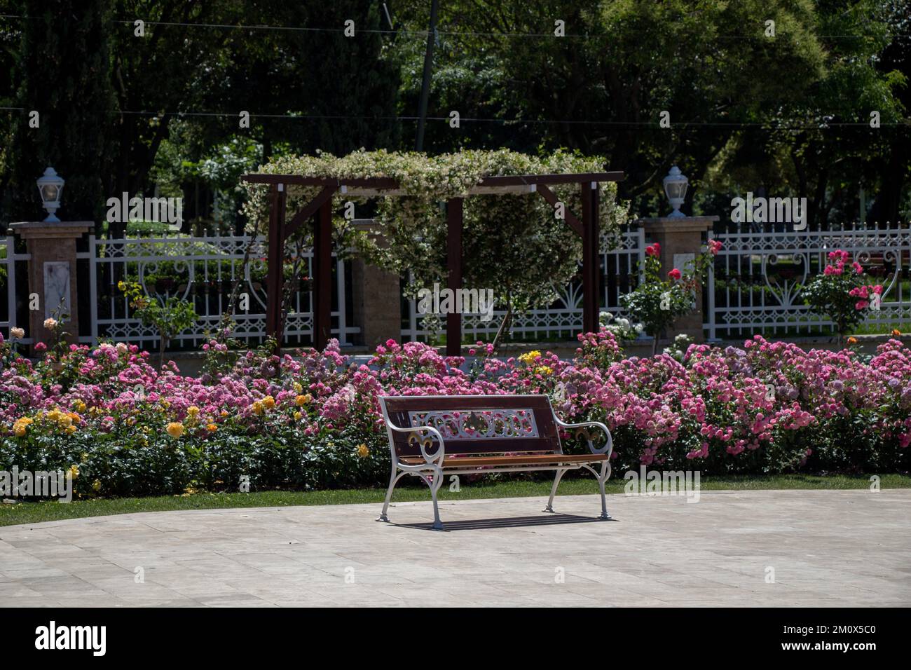 Banc en bois trouvés au milieu de rose garden Banque D'Images