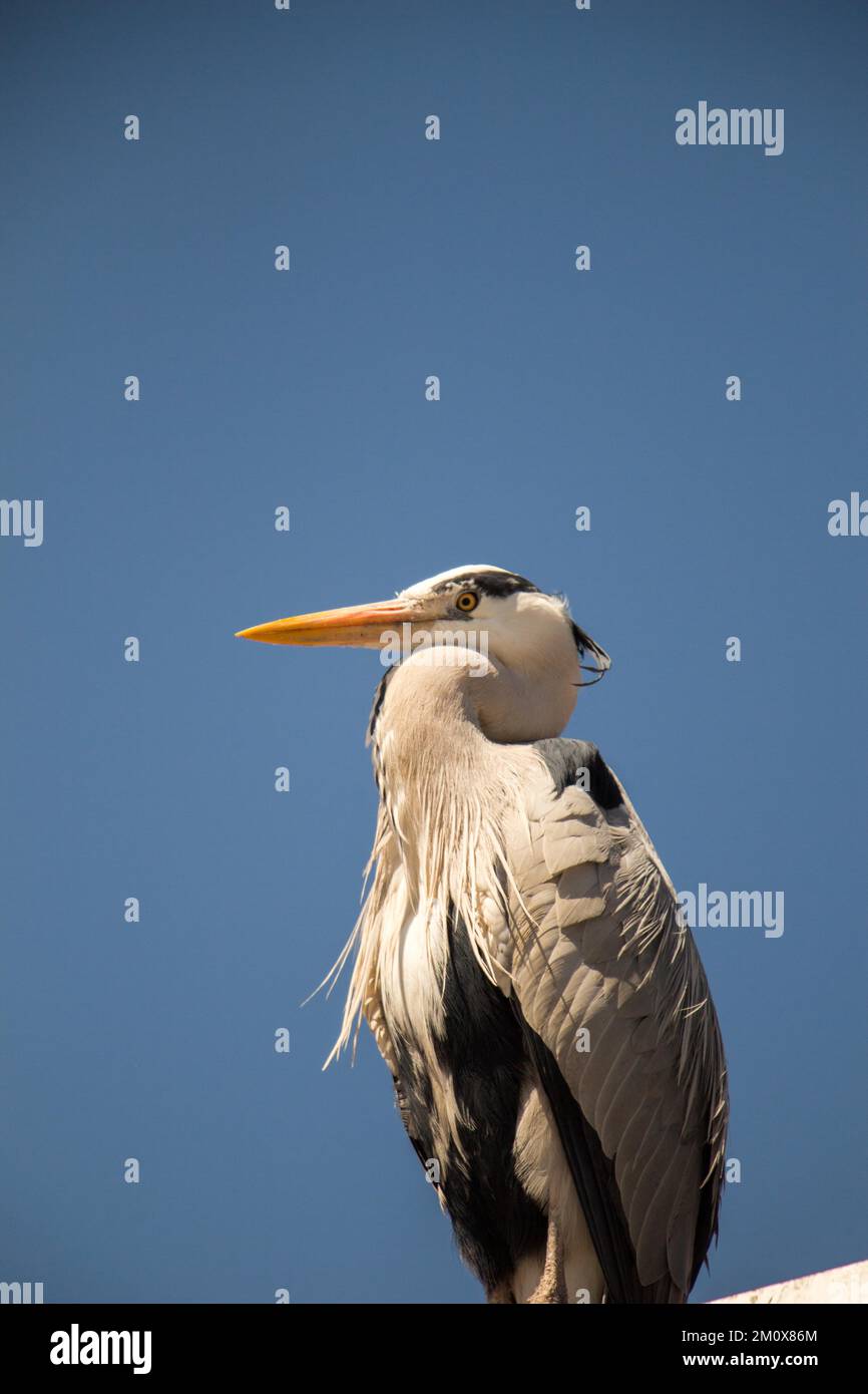 Oiseau mignon comme une image de la faune et de la nature Banque D'Images