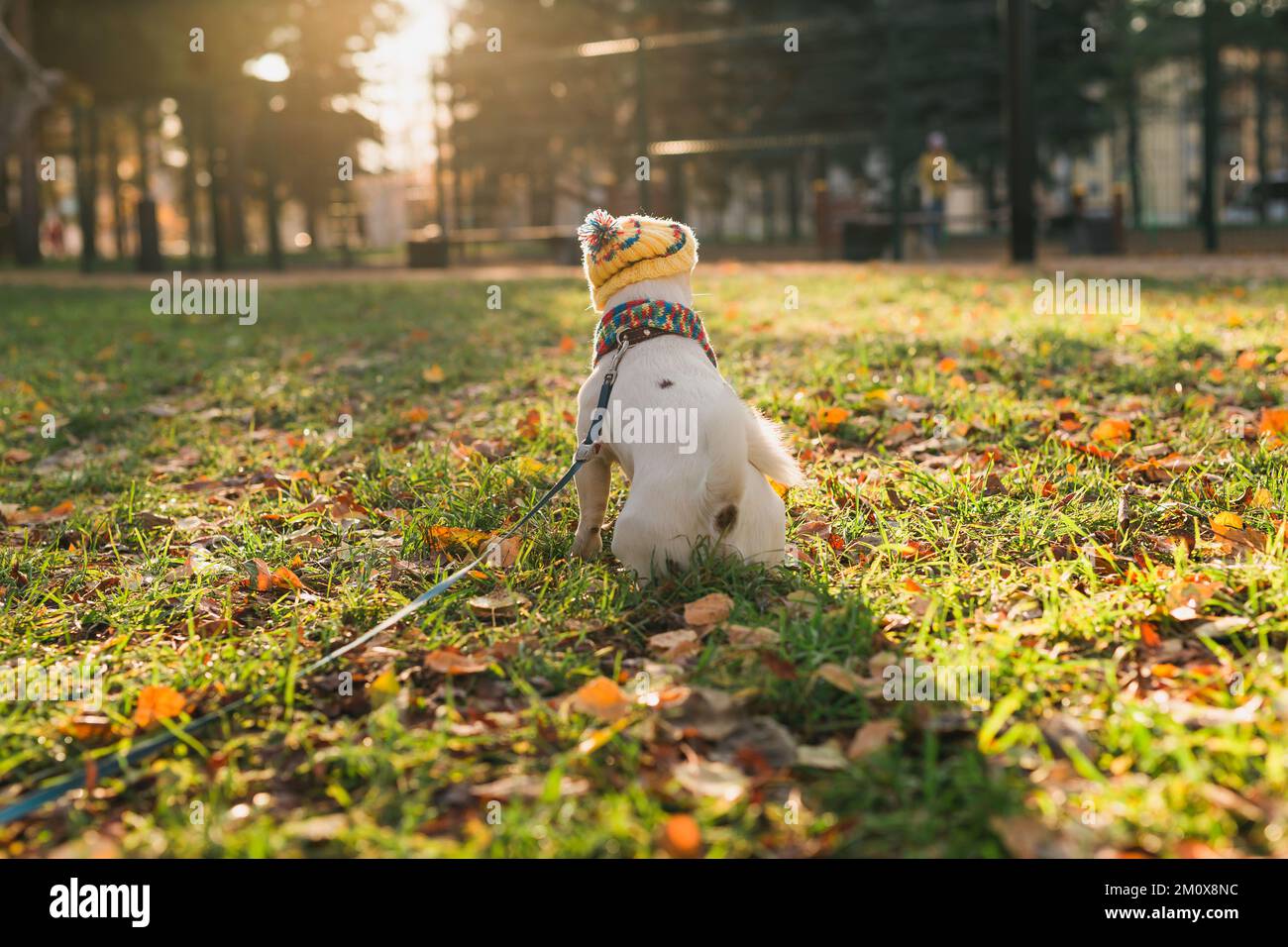 Vue arrière portrait du joli chien Jack Russell en chapeau et foulard marchant dans l'espace de copie du parc d'automne et vide pour le texte. L'animal de compagnie du chiot est habillé Banque D'Images