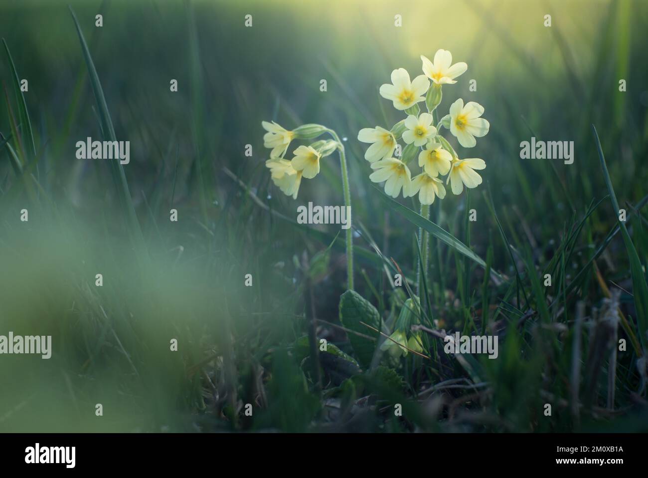 Primrose dans l'environnement naturel, contre-jour Banque D'Images