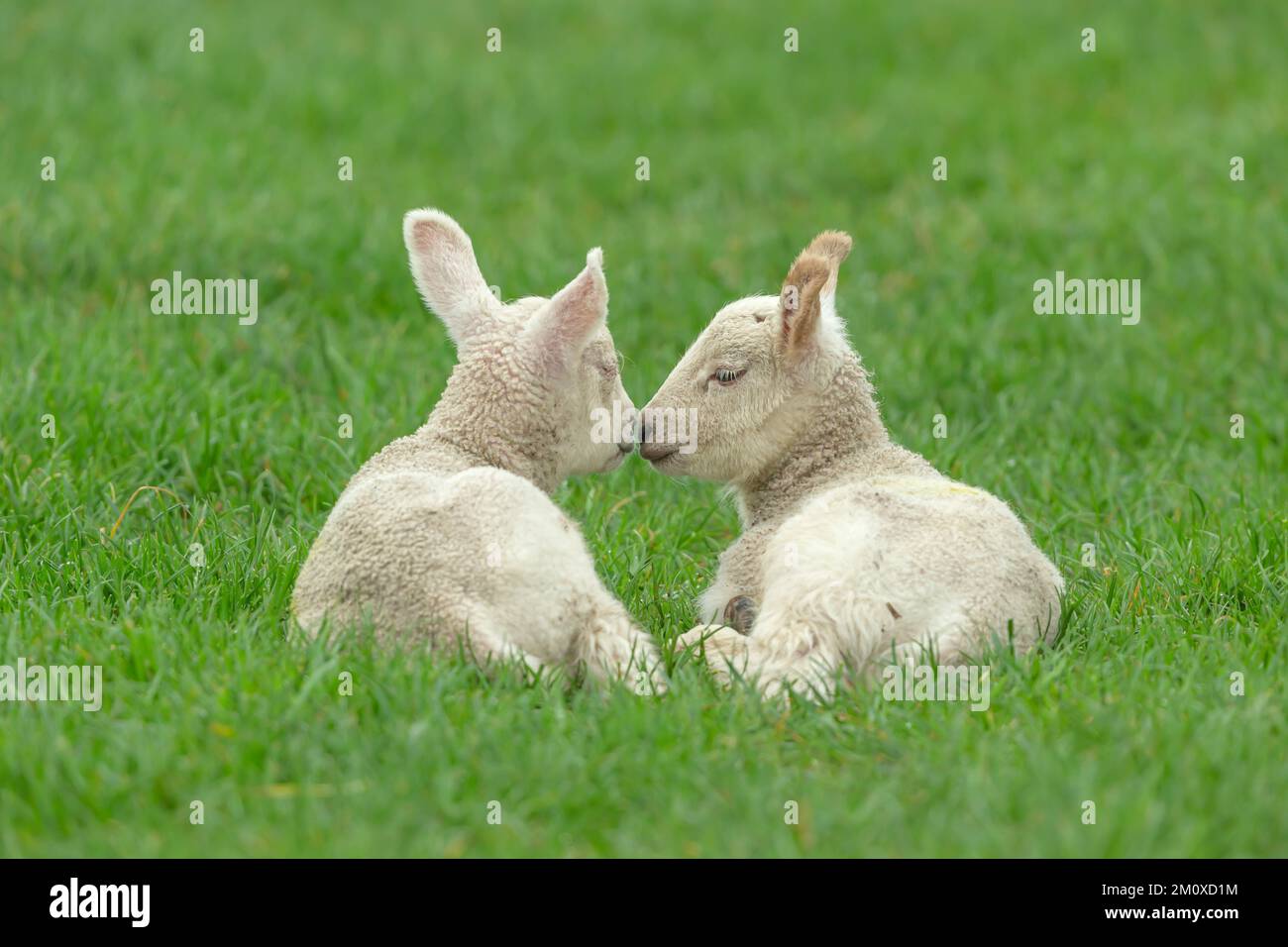 Gros plan de deux adorables agneaux jumeaux au printemps, dans un cadre verdoyant avec un agneau nuzzling de l'agneau endormi. Copier l'espace. Horizontale. Banque D'Images