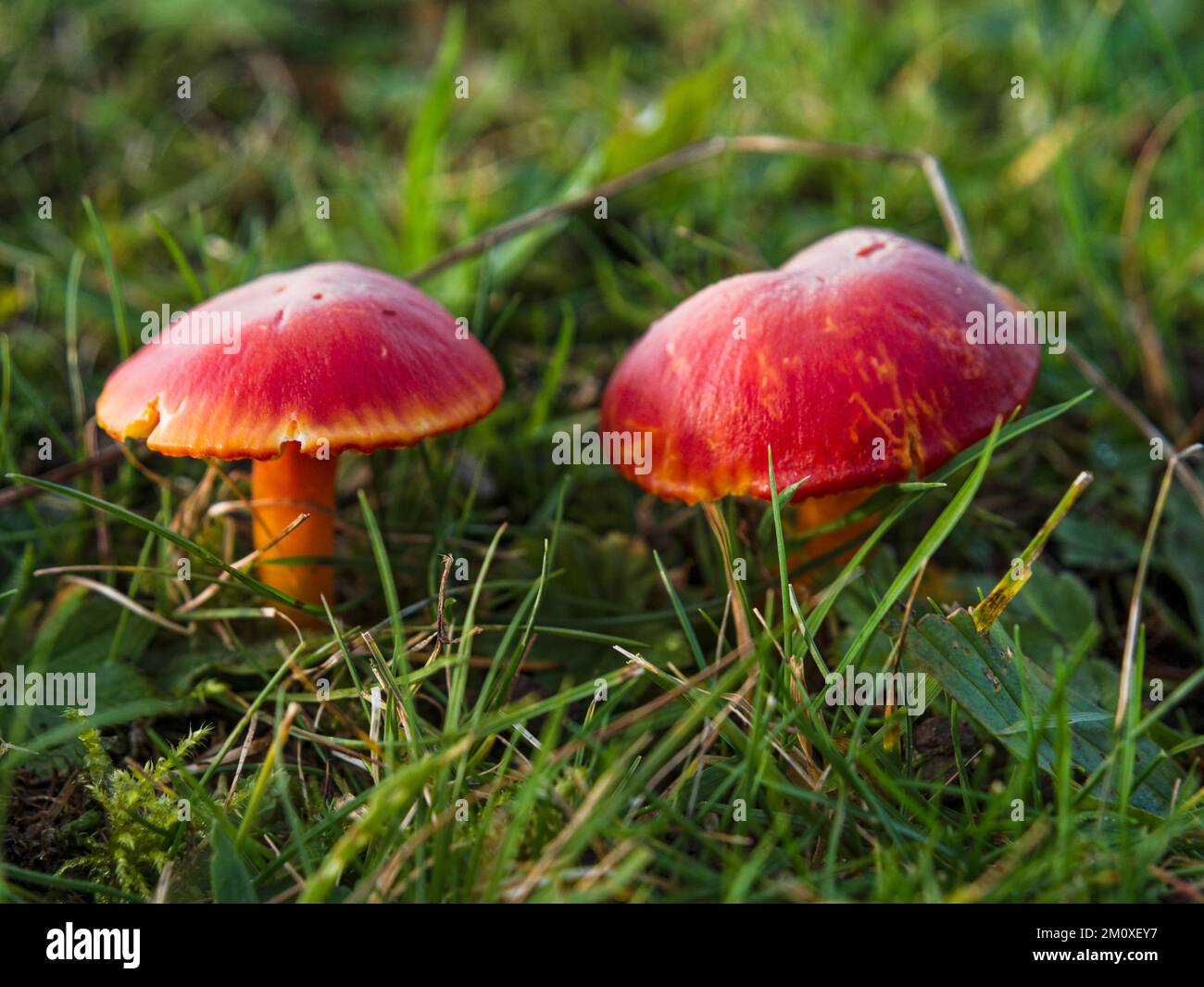 Champignons Waxcap poussant à l'état sauvage en novembre, Northumberland, Royaume-Uni Banque D'Images