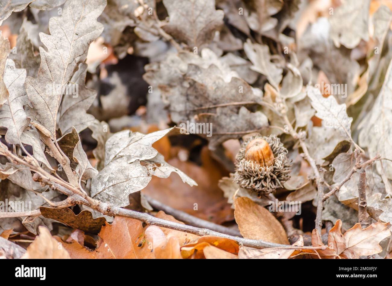 Vue sur la forêt de la montagne Fruska Gora près de Novi Sad en automne. Les glands dans la nature de la forêt laissent l'arrière-plan de chêne d'érable à l'extérieur de l'automne. Banque D'Images