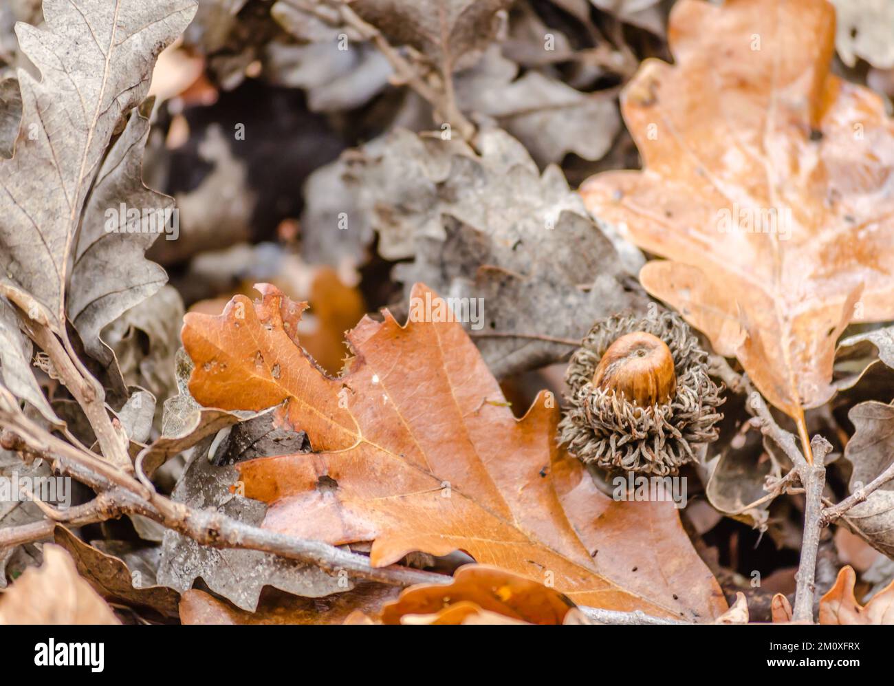 Vue sur la forêt de la montagne Fruska Gora près de Novi Sad en automne. Les glands dans la nature de la forêt laissent l'arrière-plan de chêne d'érable à l'extérieur de l'automne. Banque D'Images
