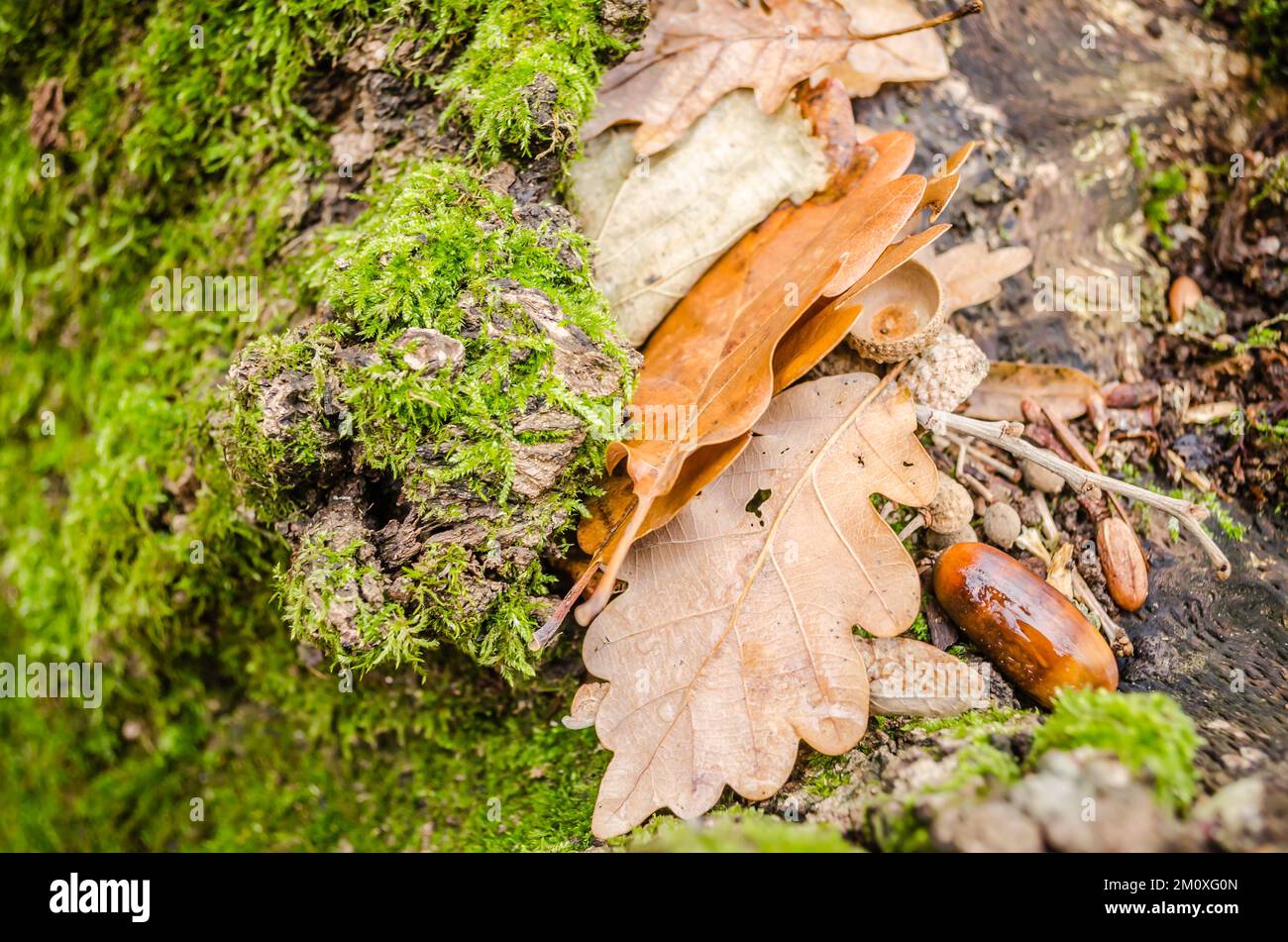 Vue sur la forêt de la montagne Fruska Gora près de Novi Sad en automne. Les glands dans la nature de la forêt laissent l'arrière-plan de chêne d'érable à l'extérieur de l'automne. Banque D'Images